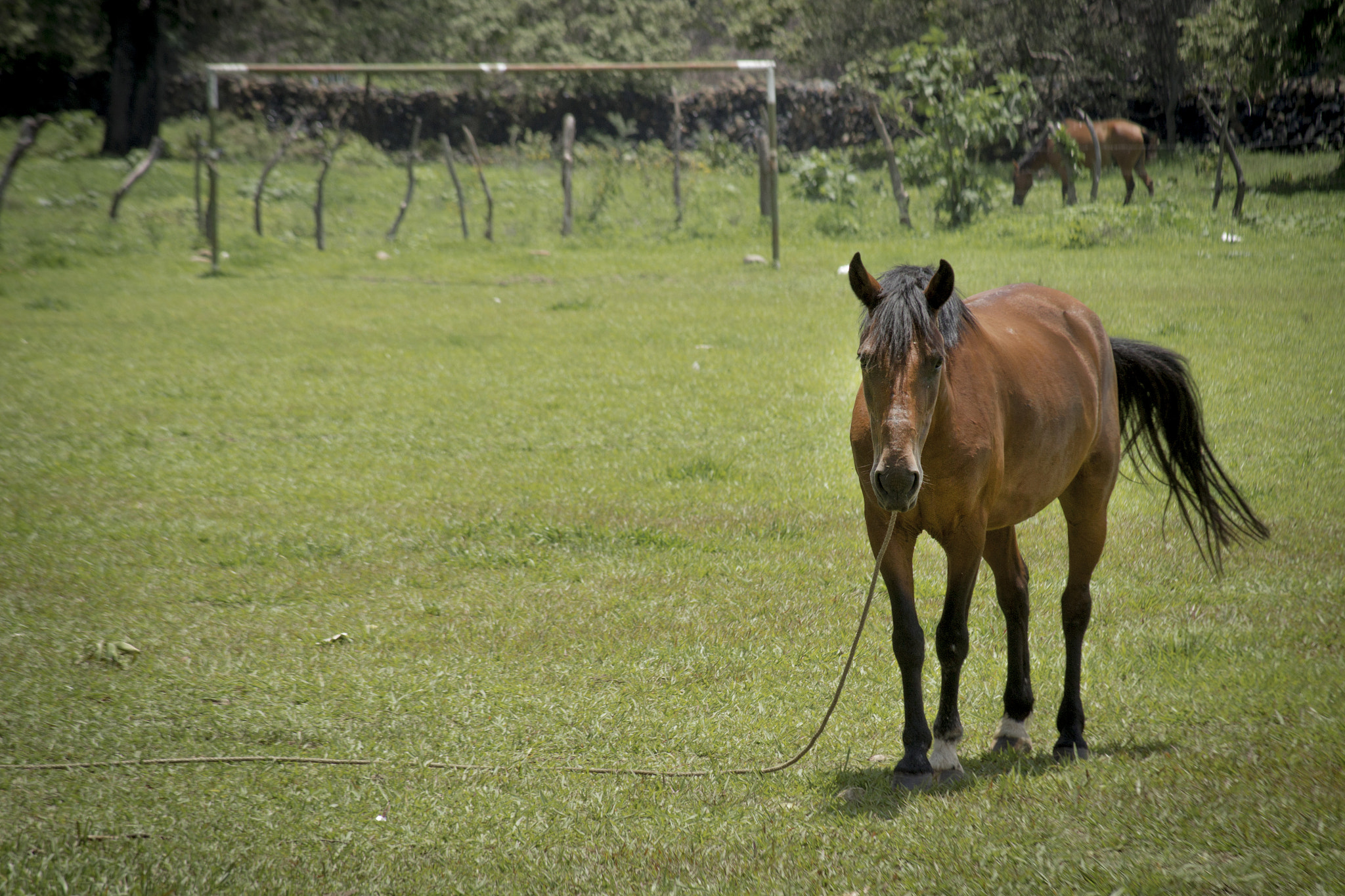 Canon EF 28-135mm F3.5-5.6 IS USM sample photo. Horseland photography