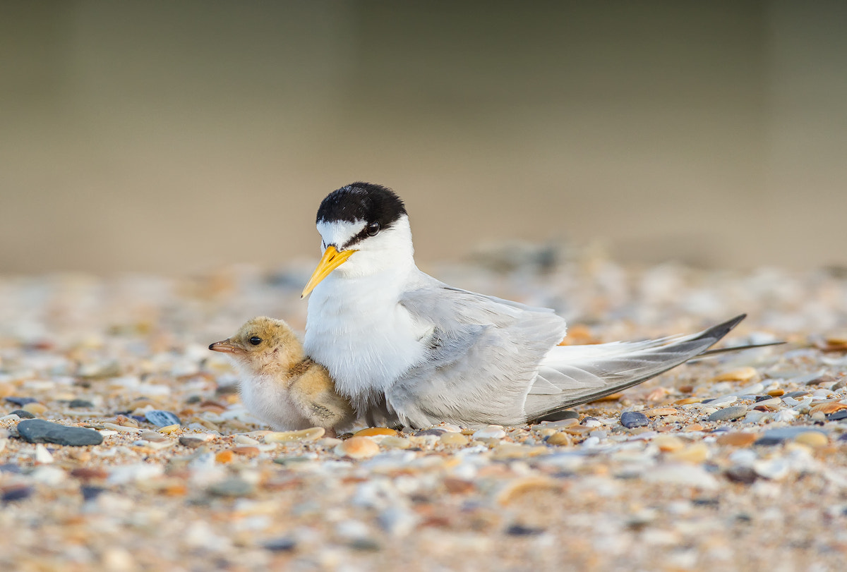 Canon EF 600mm f/4L IS sample photo. Little tern with chick photography