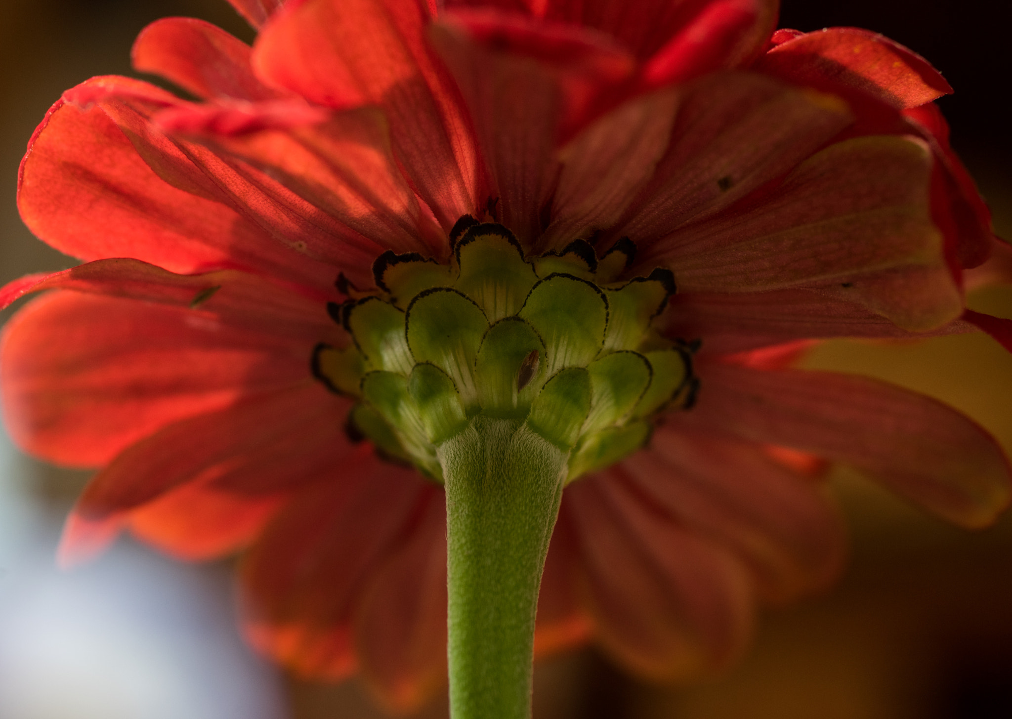 smc PENTAX-FA Macro 50mm F2.8 sample photo. Details of a zinnia photography