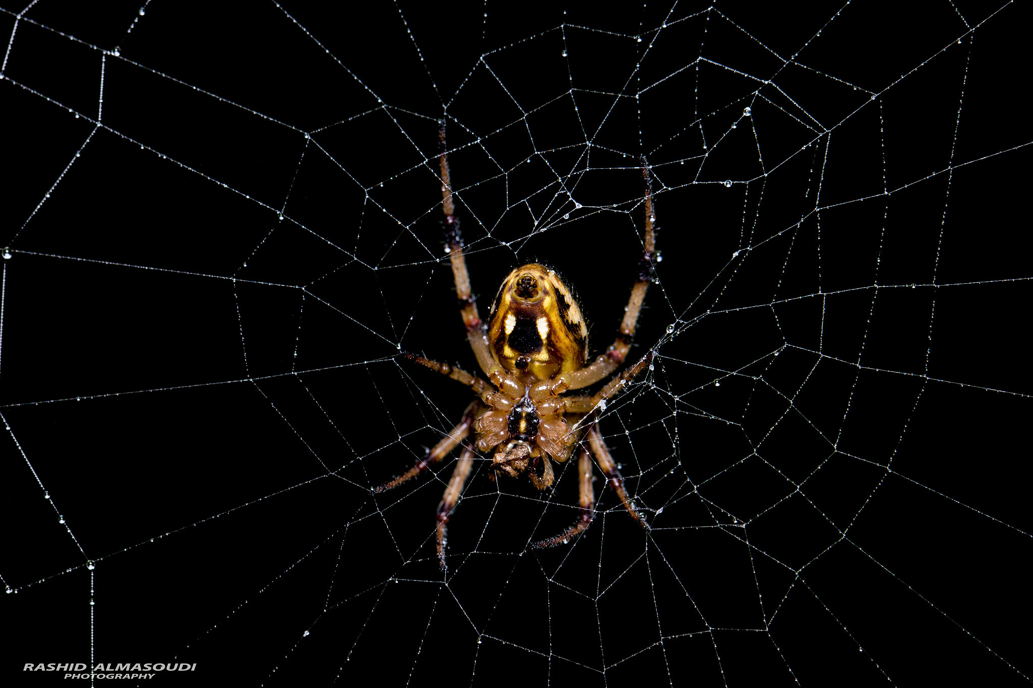 Canon EOS 600D (Rebel EOS T3i / EOS Kiss X5) + Canon EF 100mm F2.8L Macro IS USM sample photo. Spider photography