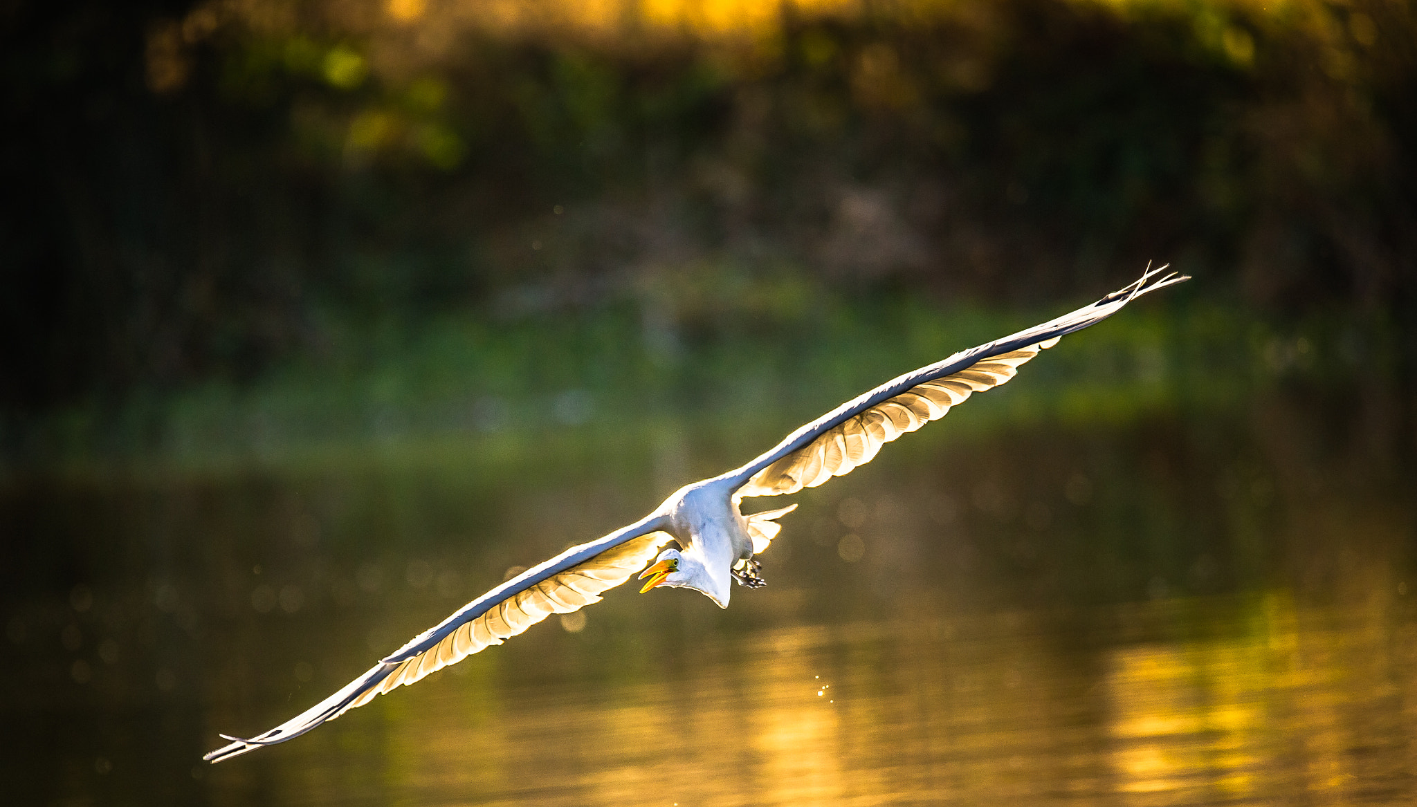 150-600mm F5-6.3 DG OS HSM | Contemporary 015 sample photo. Gossamer photography