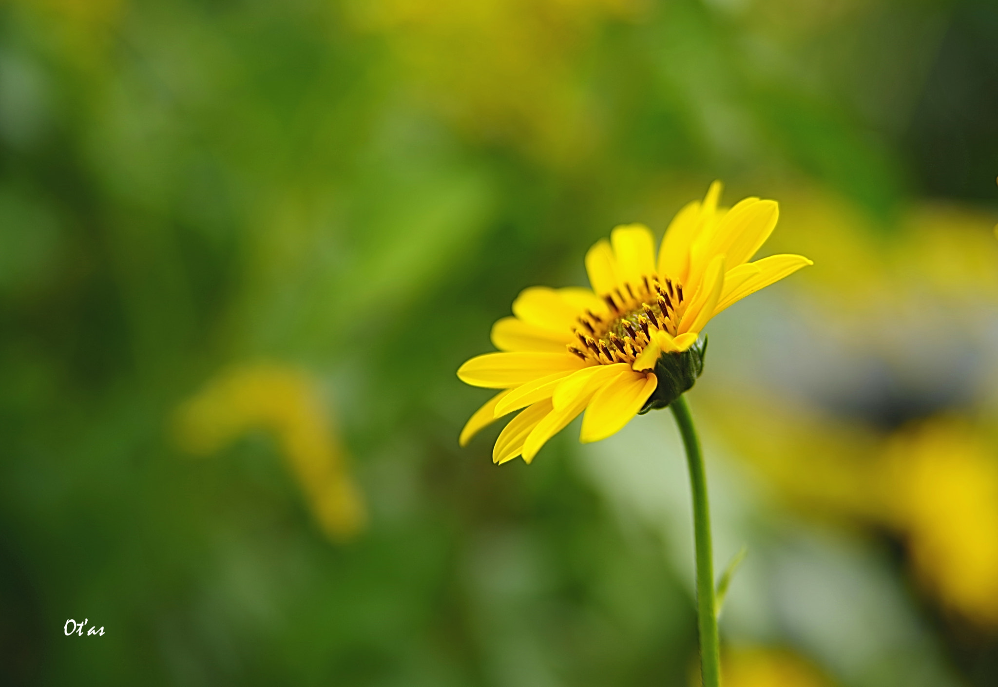 Pentax K-1 sample photo. Flower photography