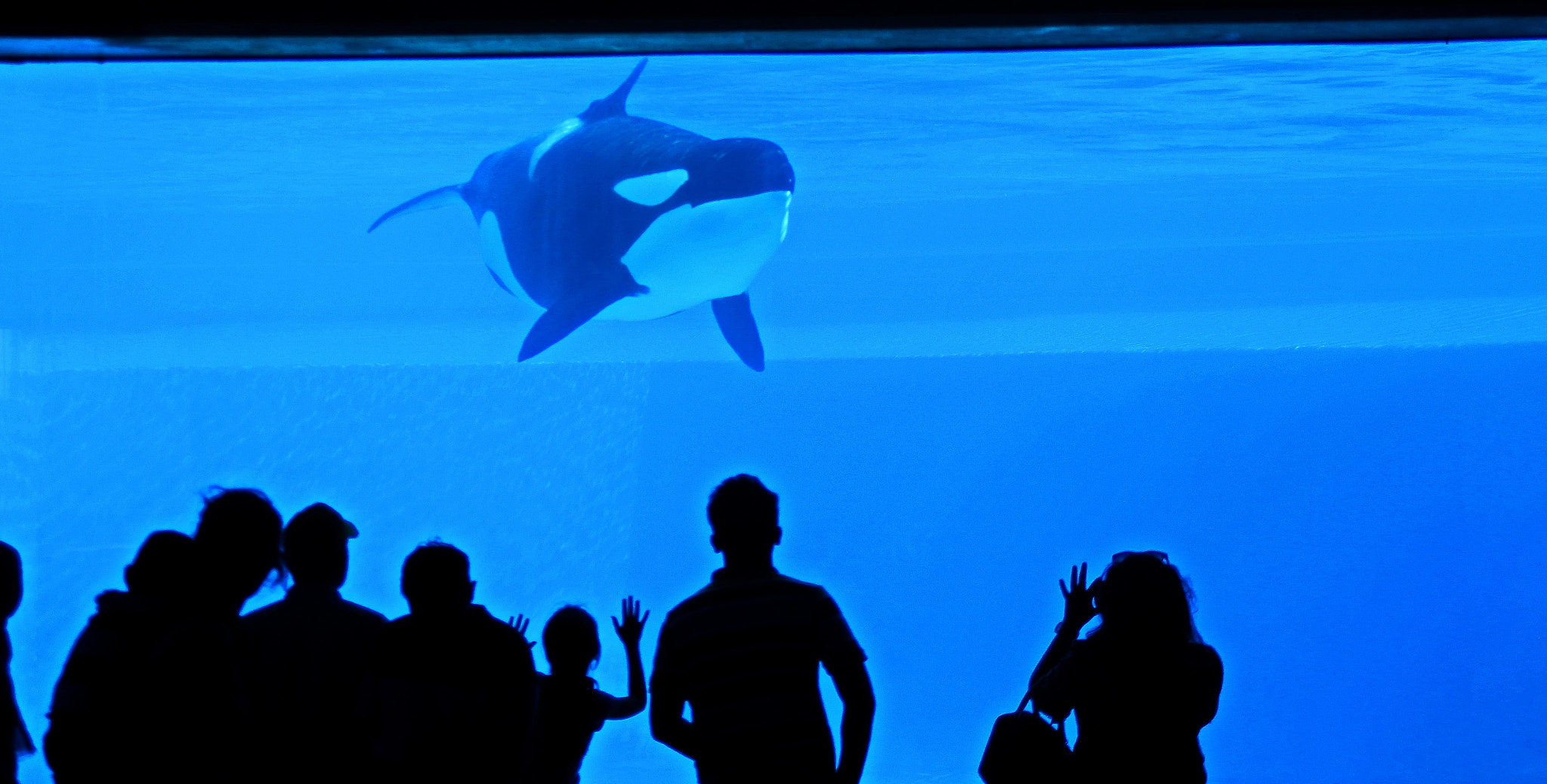 Canon EOS 650D (EOS Rebel T4i / EOS Kiss X6i) sample photo. Killer whale photography