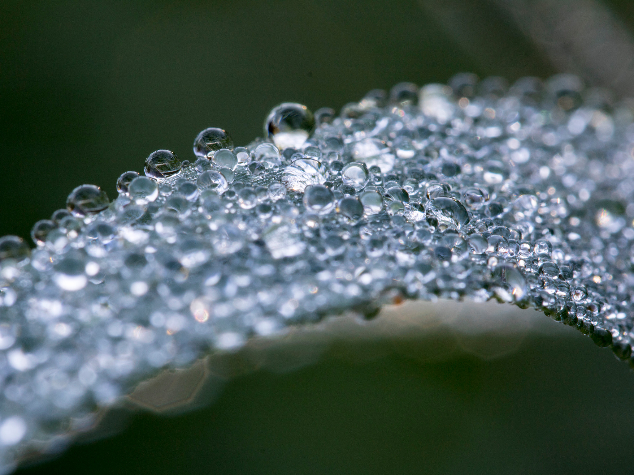 Canon EOS 750D (EOS Rebel T6i / EOS Kiss X8i) + Canon EF 100mm F2.8L Macro IS USM sample photo. Drops photography