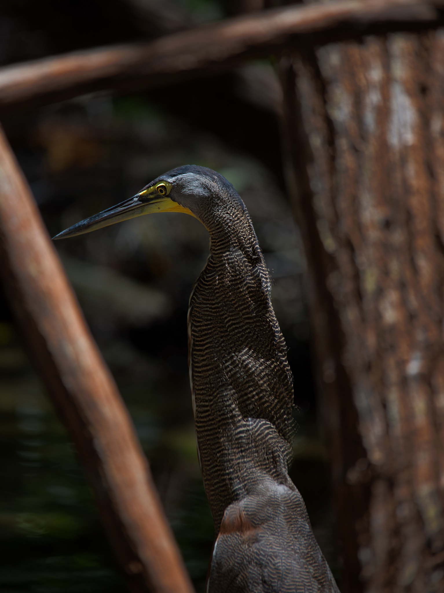 Sigma 150-500mm F5-6.3 DG OS HSM sample photo. Tiger heron photography