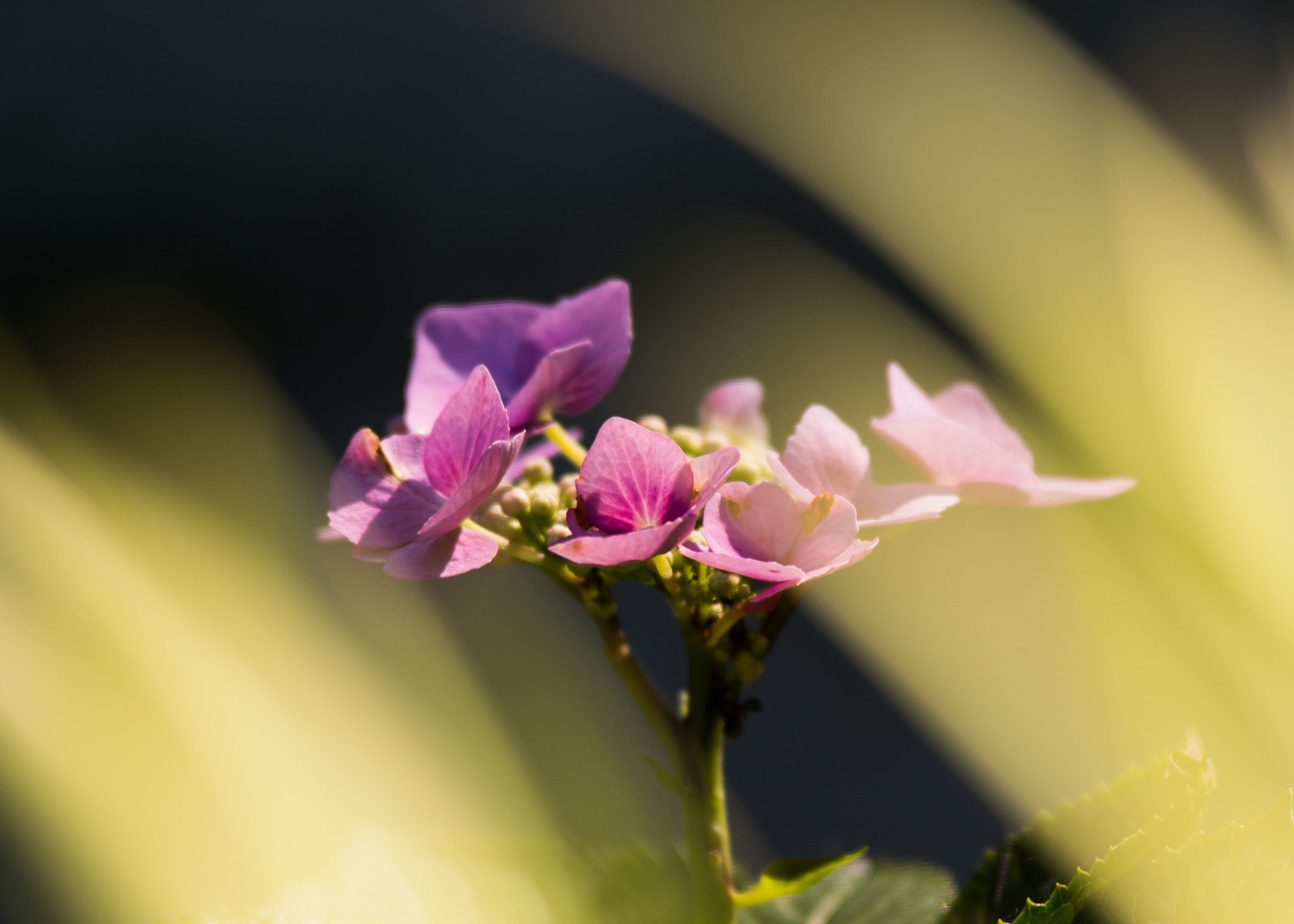 Pentax K-1 sample photo. Imgp0333-2.jpg photography