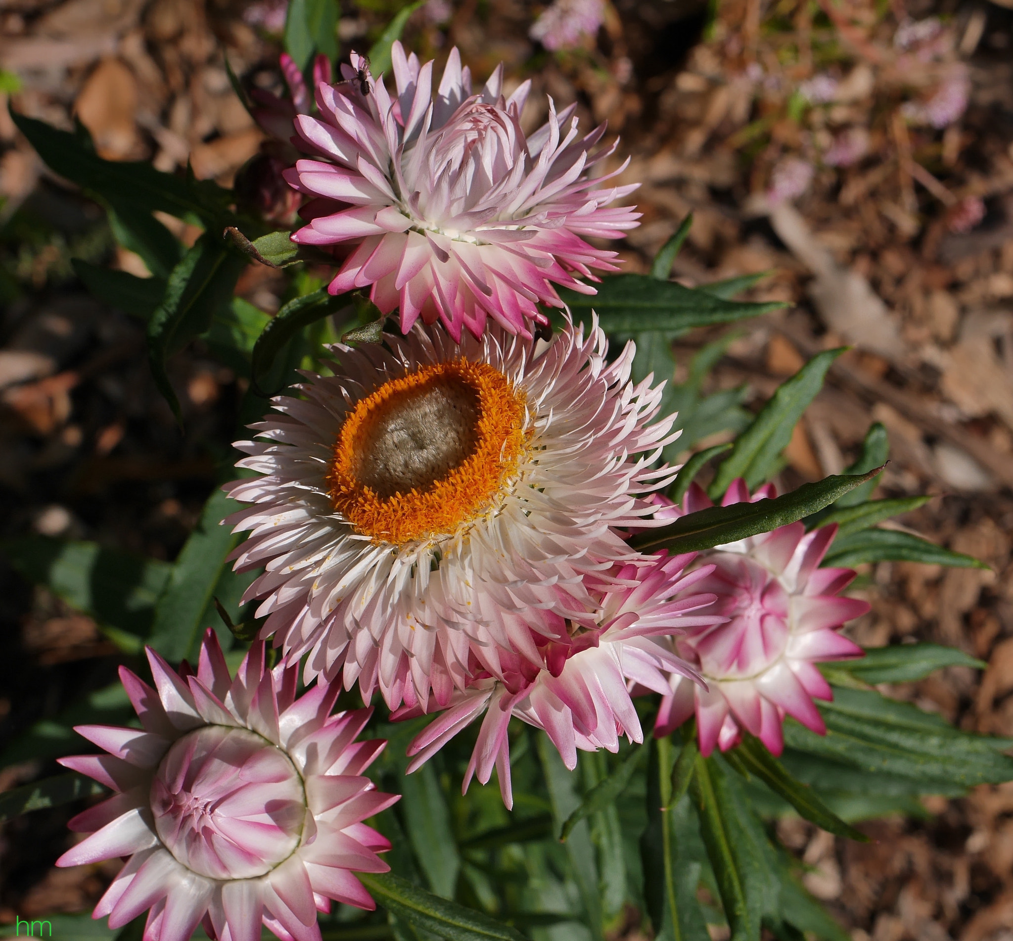 Panasonic Lumix DMC-GX7 sample photo. Strawflower. photography