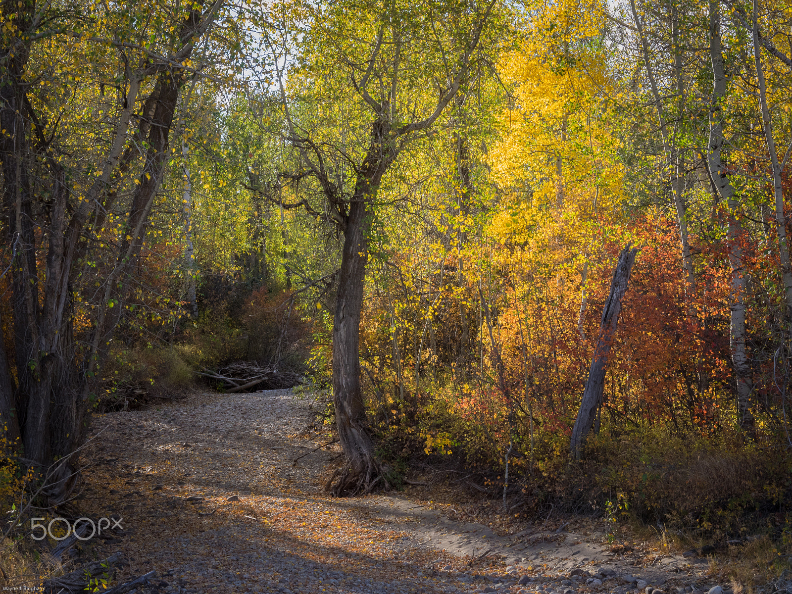 Olympus OM-D E-M1 sample photo. Creek photography