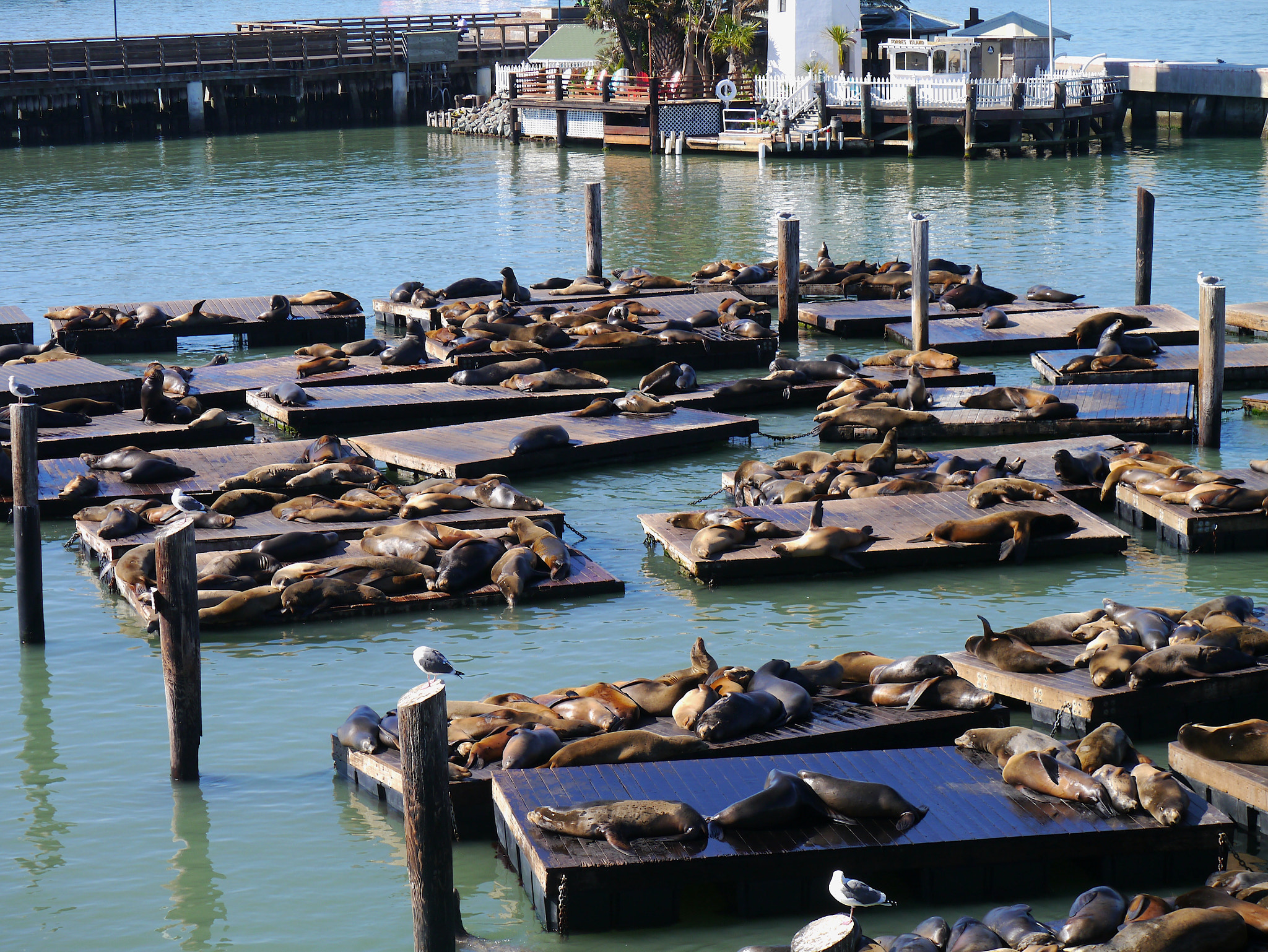 LUMIX G VARIO 45-150/F4.0-5.6 sample photo. Sittin' on the dock .sea lions san francisco wharf photography