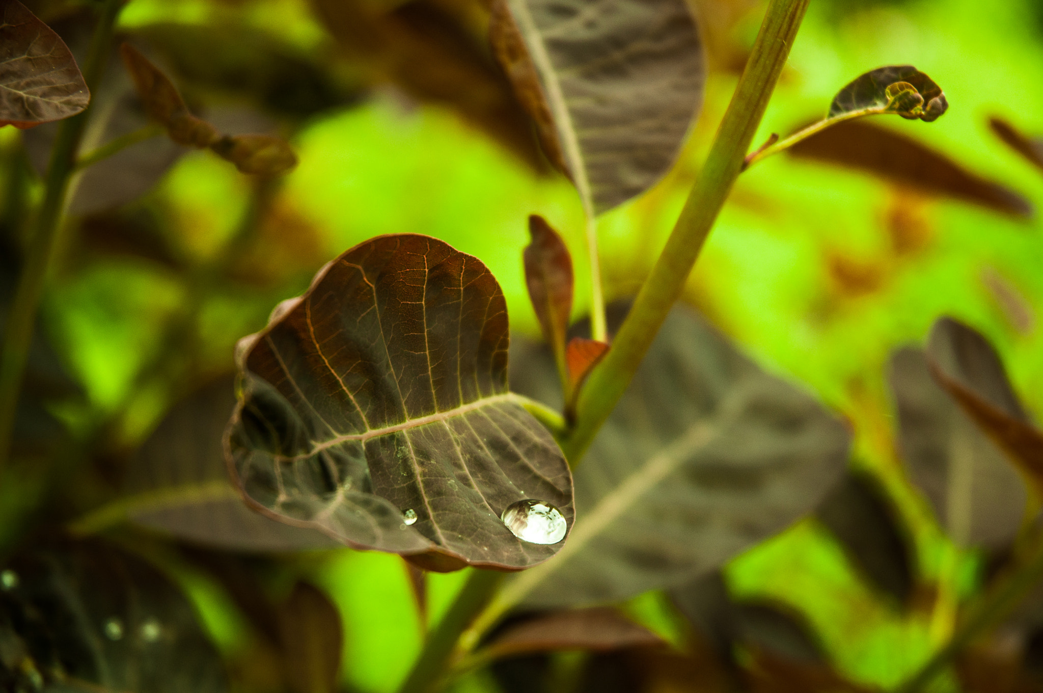Nikon D5000 sample photo. Falling drop photography