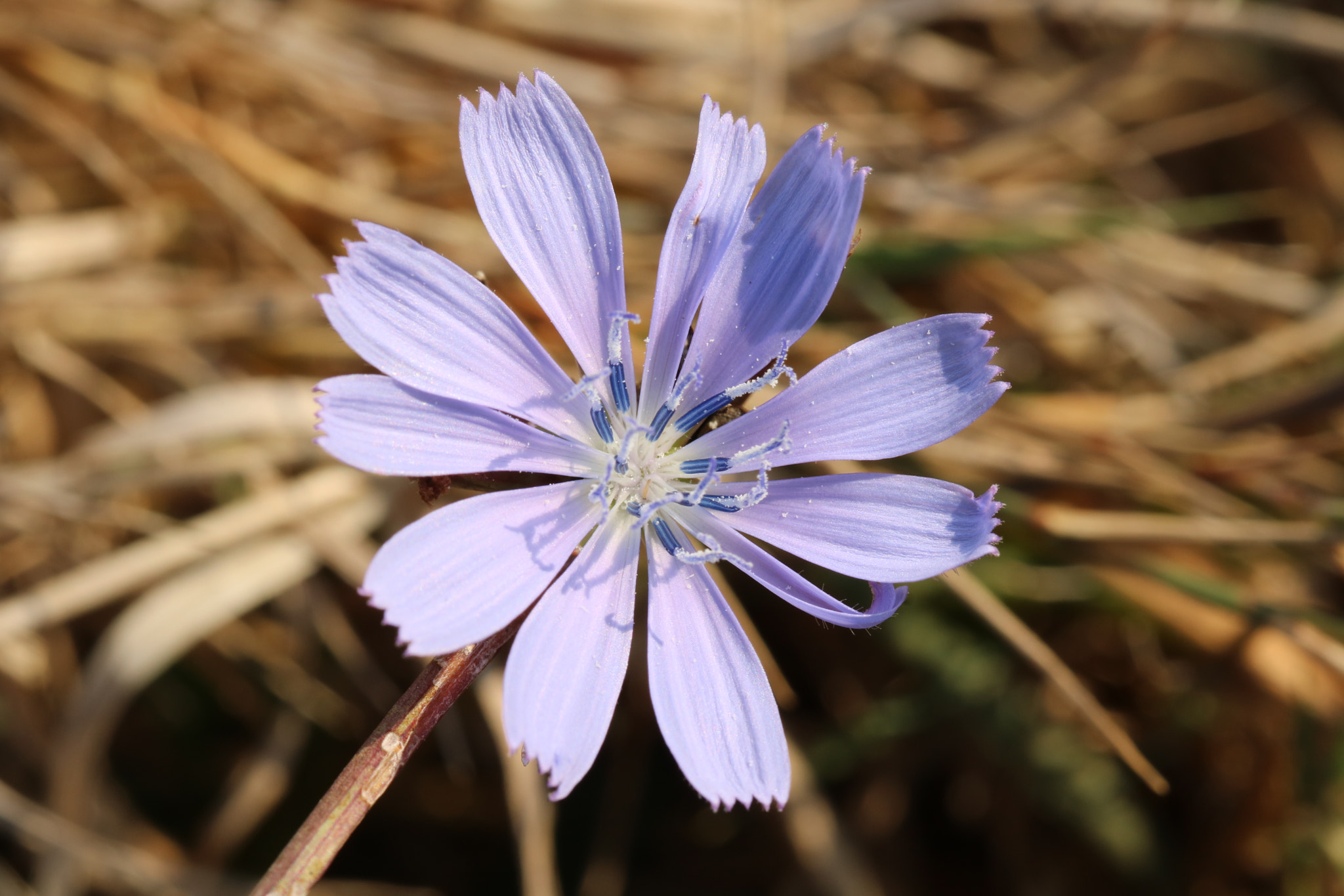 Canon EOS 760D (EOS Rebel T6s / EOS 8000D) + Canon EF 100mm F2.8L Macro IS USM sample photo. Flower photography