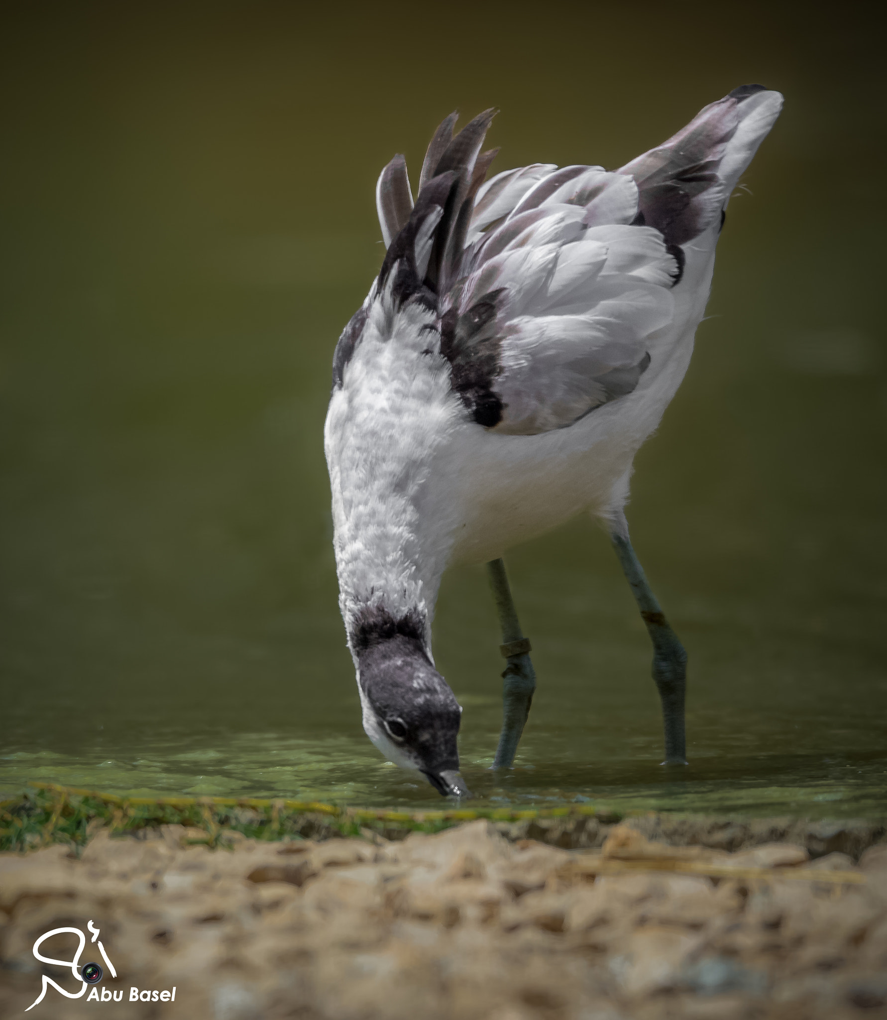 Sigma 150-600mm F5-6.3 DG OS HSM | S sample photo