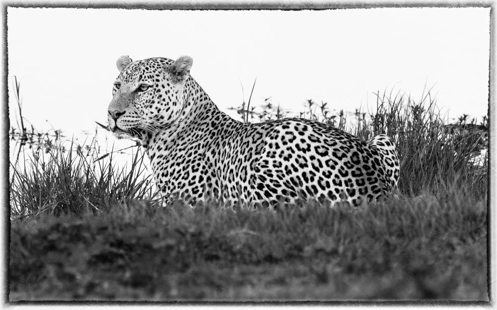 Sigma 150-600mm F5-6.3 DG OS HSM | S sample photo. Leopard photography