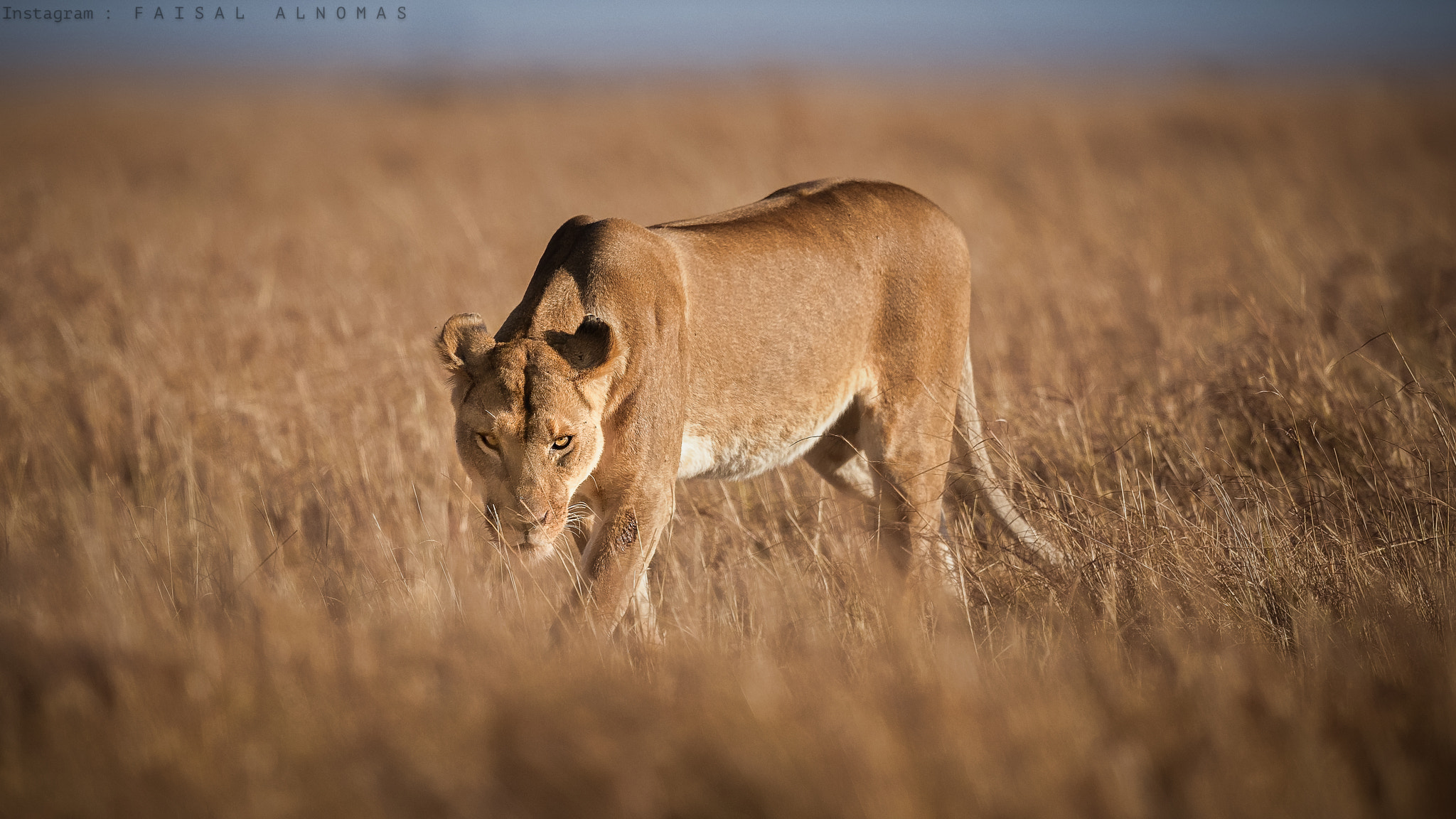 Canon EF 500mm F4L IS II USM sample photo. Contact eye photography