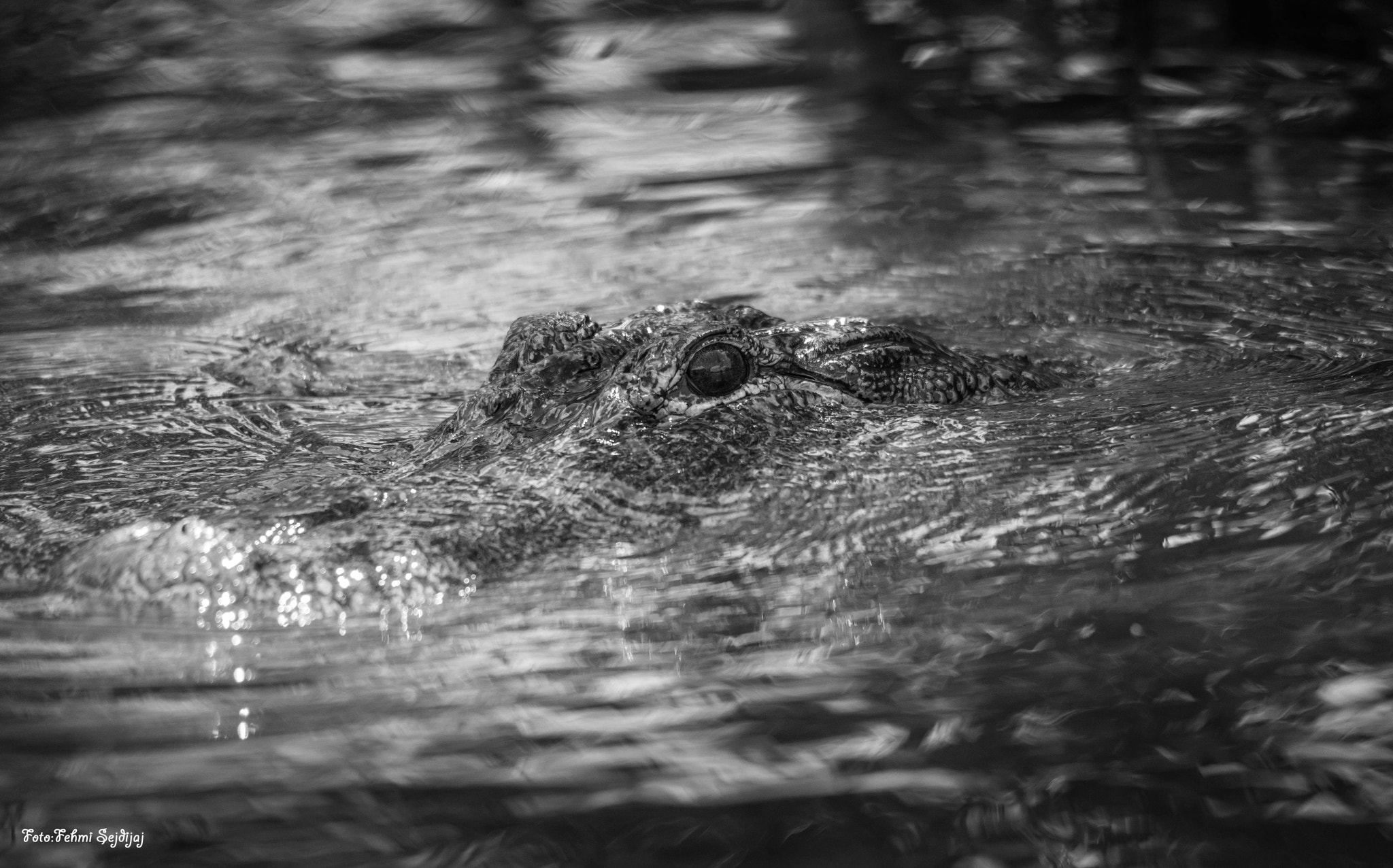 Sigma 150-500mm F5-6.3 DG OS HSM sample photo. Zpooo photography