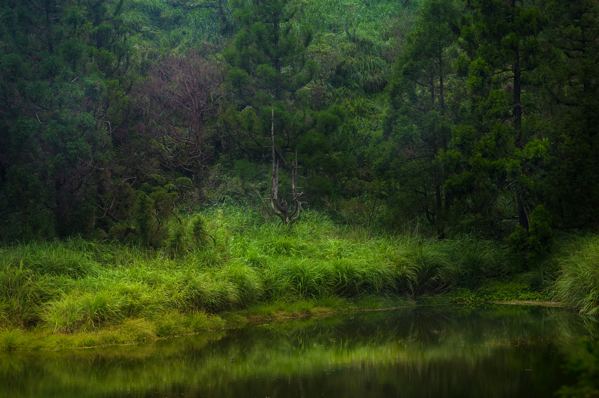 ZEISS Makro-Planar T* 100mm F2 sample photo. Dream lake photography