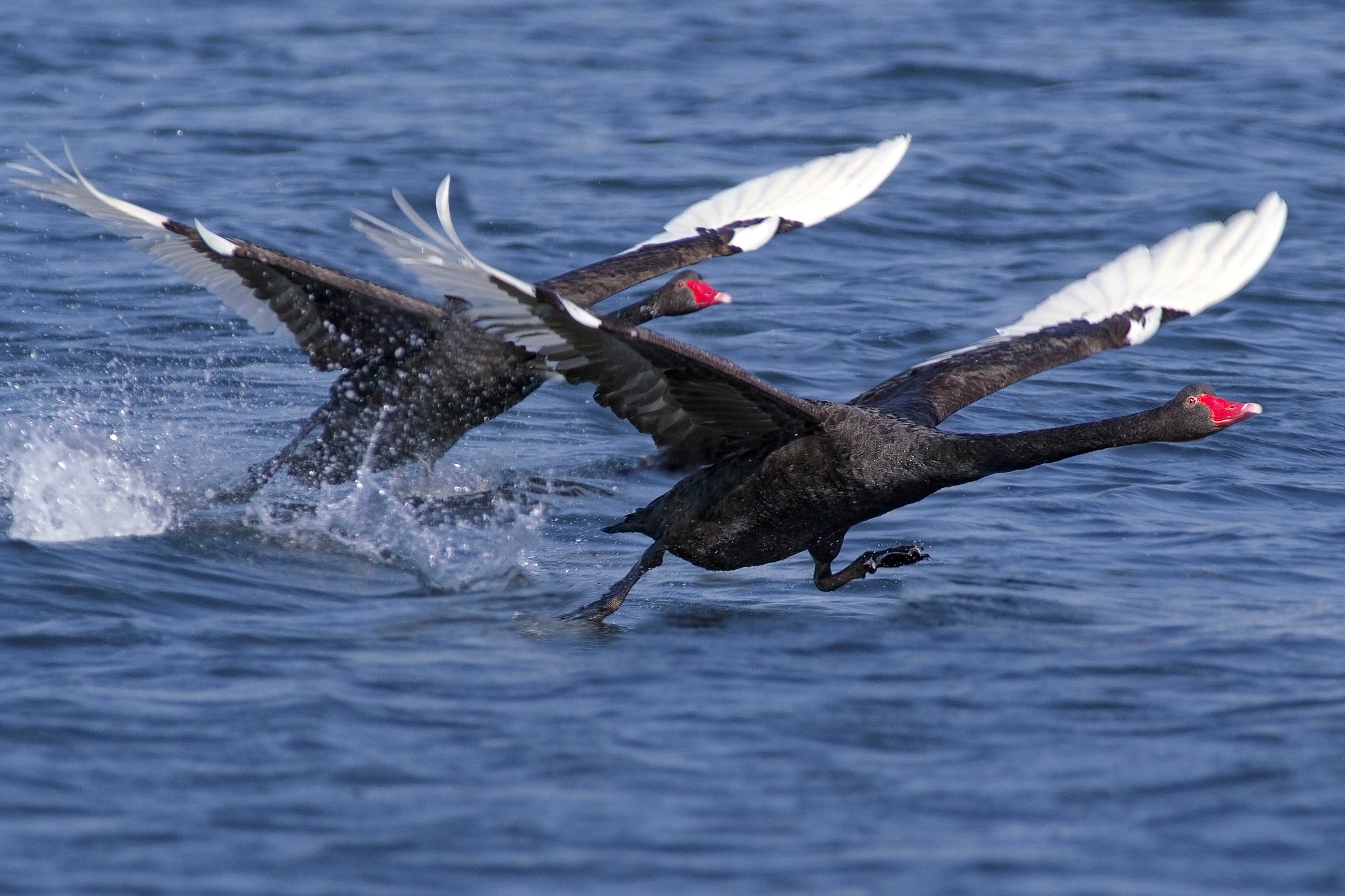 Canon EF 300mm f/2.8L + 1.4x sample photo. Black swan photography