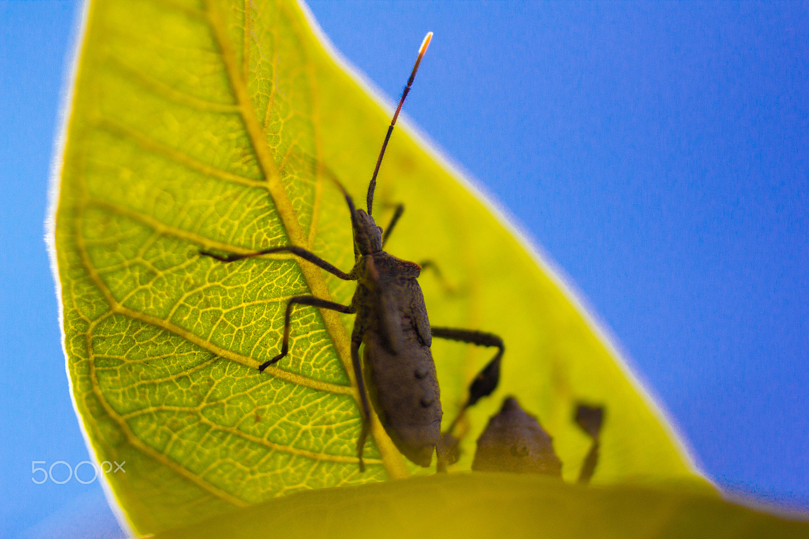 Canon EOS 60D + Canon EF 50mm F2.5 Macro sample photo. Chinche photography