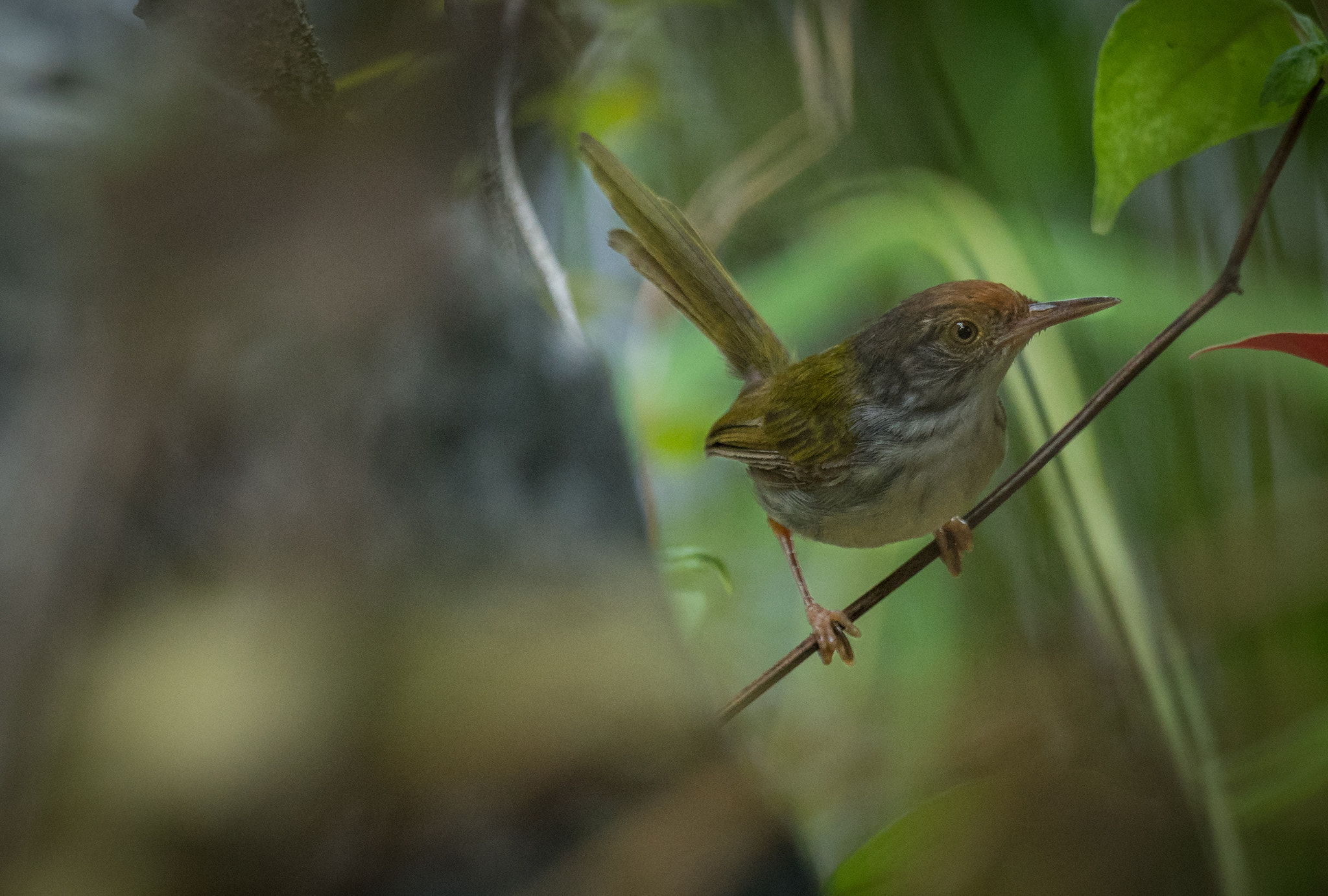 Sony 70-400mm F4-5.6 G SSM II sample photo