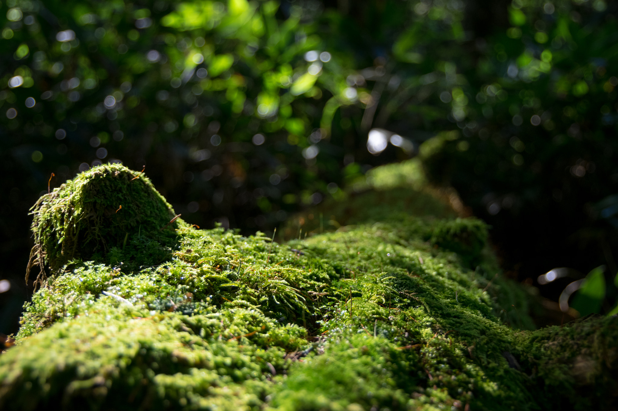Pentax K-3 II sample photo. Evergreen photography