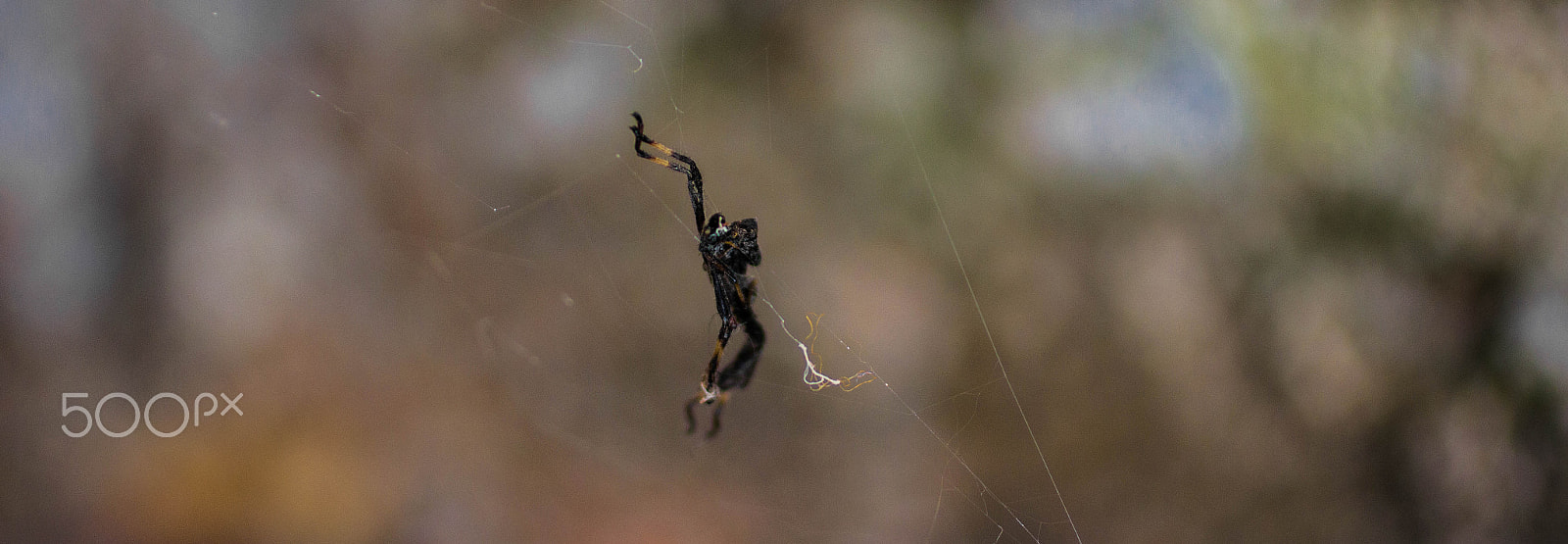 Canon EOS 60D + Canon EF 50mm F2.5 Macro sample photo. Araña photography