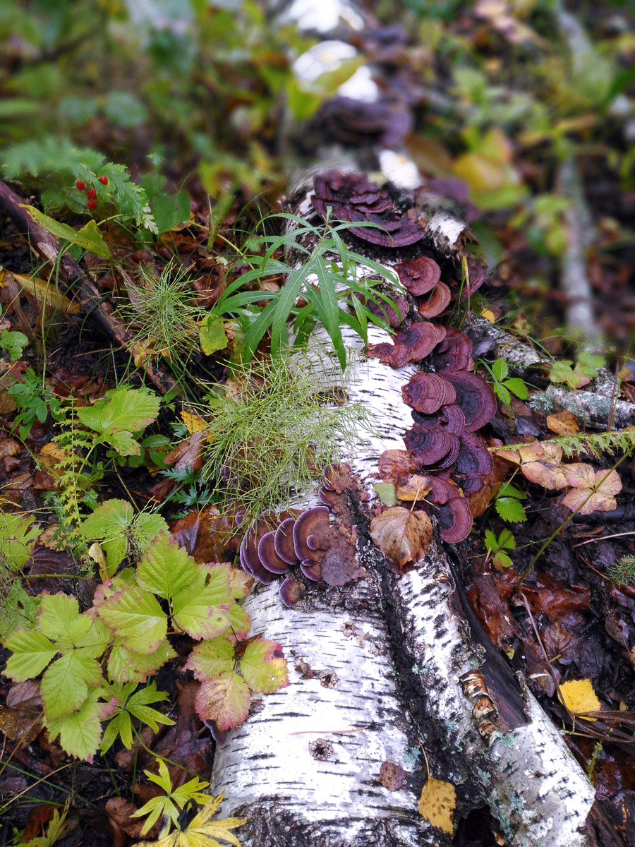 ASUS ZenFone 2 Laser (ZE500KL) sample photo. Rainy forest photography