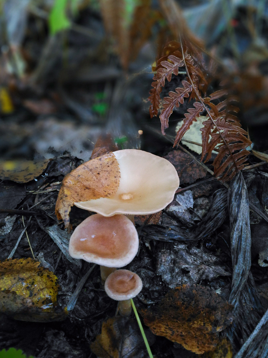 ASUS ZenFone 2 Laser (ZE500KL) sample photo. Rainy forest photography