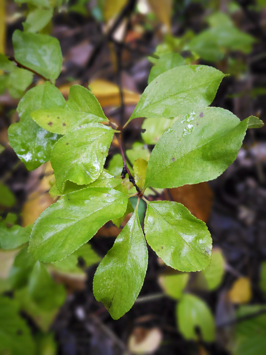 ASUS ZenFone 2 Laser (ZE500KL) sample photo. Rainy forest photography