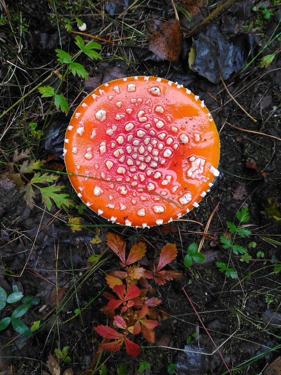 ASUS ZenFone 2 Laser (ZE500KL) sample photo. Rainy forest photography