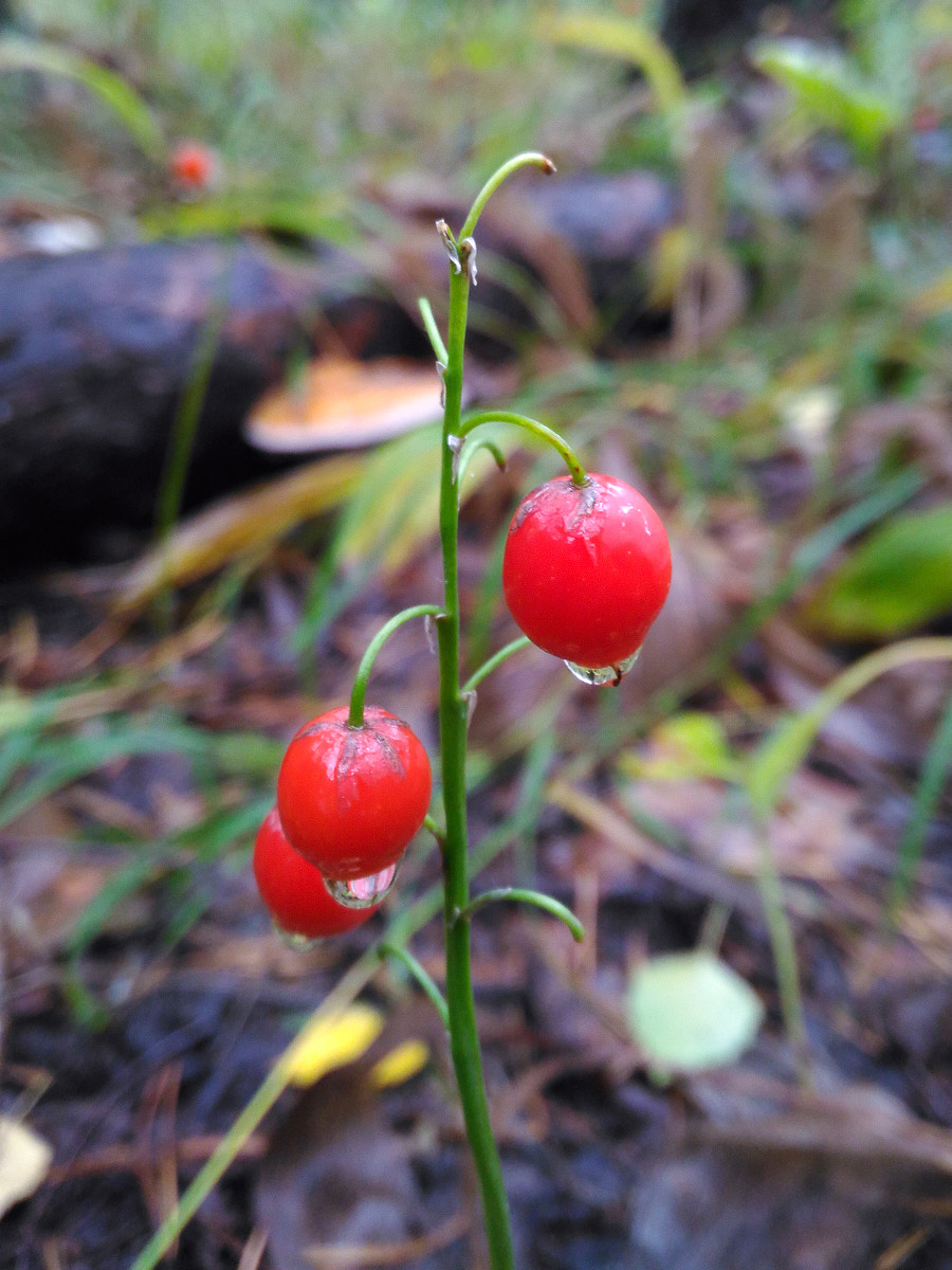 ASUS ZenFone 2 Laser (ZE500KL) sample photo. Rainy forest photography