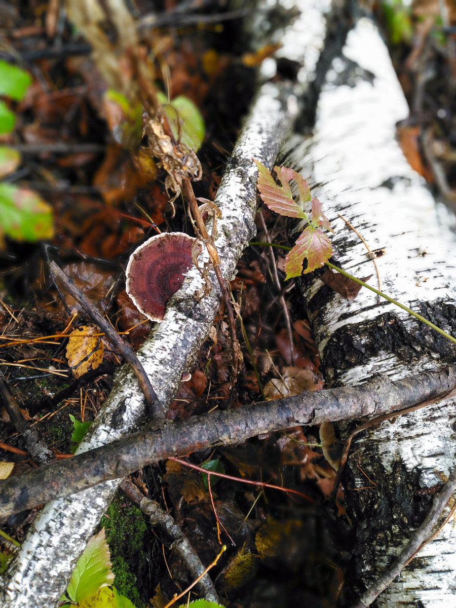 ASUS ZenFone 2 Laser (ZE500KL) sample photo. Rainy forest photography