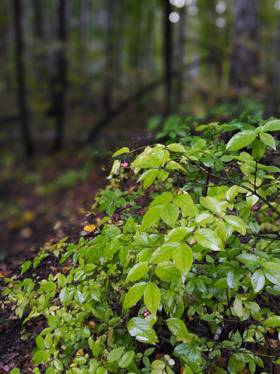 ASUS ZenFone 2 Laser (ZE500KL) sample photo. Rainy forest photography