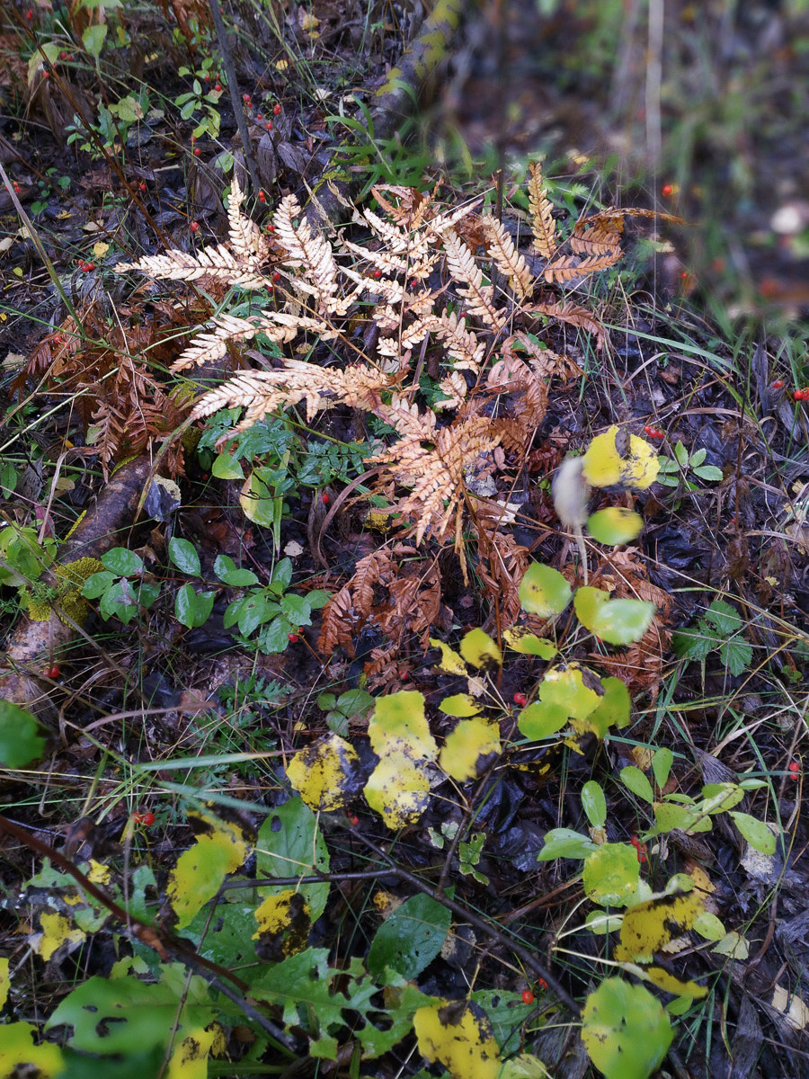 ASUS ZenFone 2 Laser (ZE500KL) sample photo. Rainy forest photography