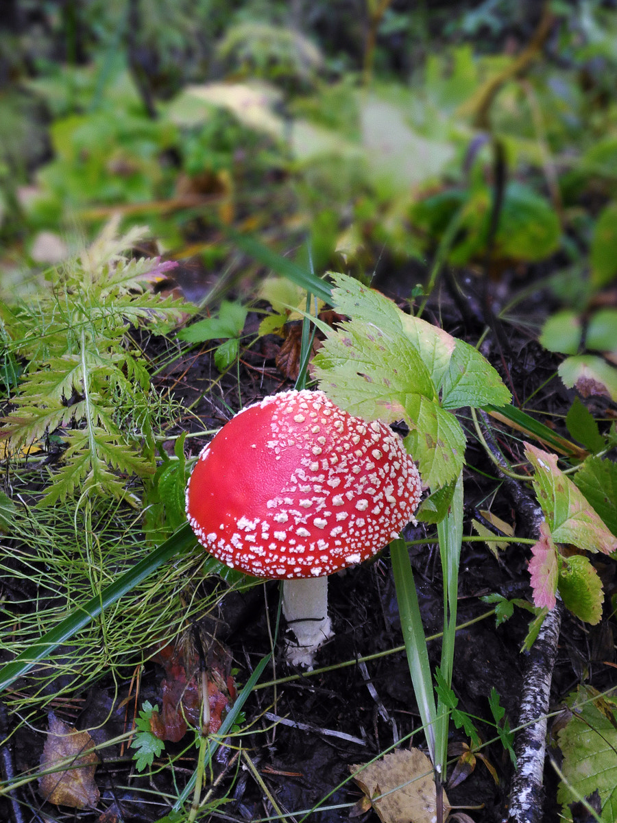 ASUS ZenFone 2 Laser (ZE500KL) sample photo. Rainy forest photography