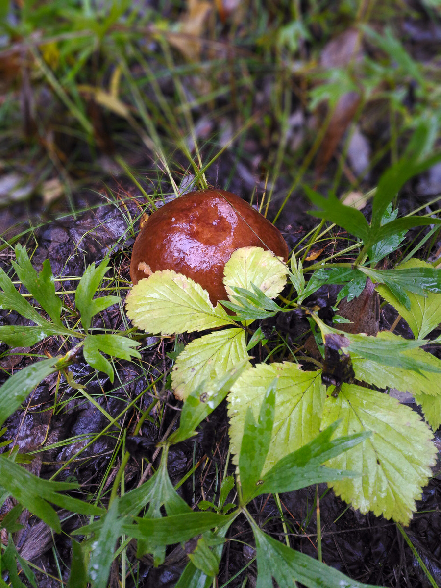 ASUS ZenFone 2 Laser (ZE500KL) sample photo. Rainy forest photography