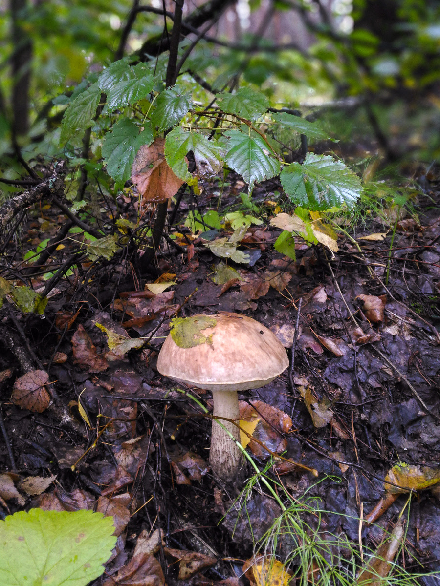 ASUS ZenFone 2 Laser (ZE500KL) sample photo. Rainy forest photography