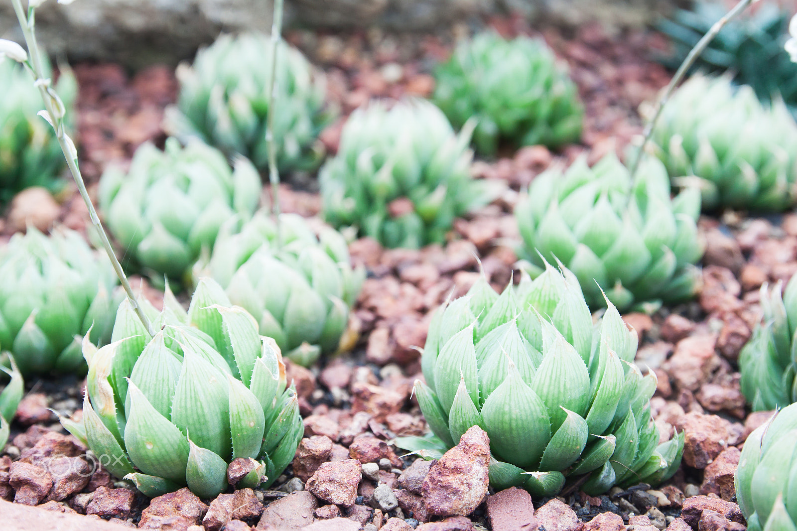 Canon EOS 500D (EOS Rebel T1i / EOS Kiss X3) sample photo. Succulent in the garden photography