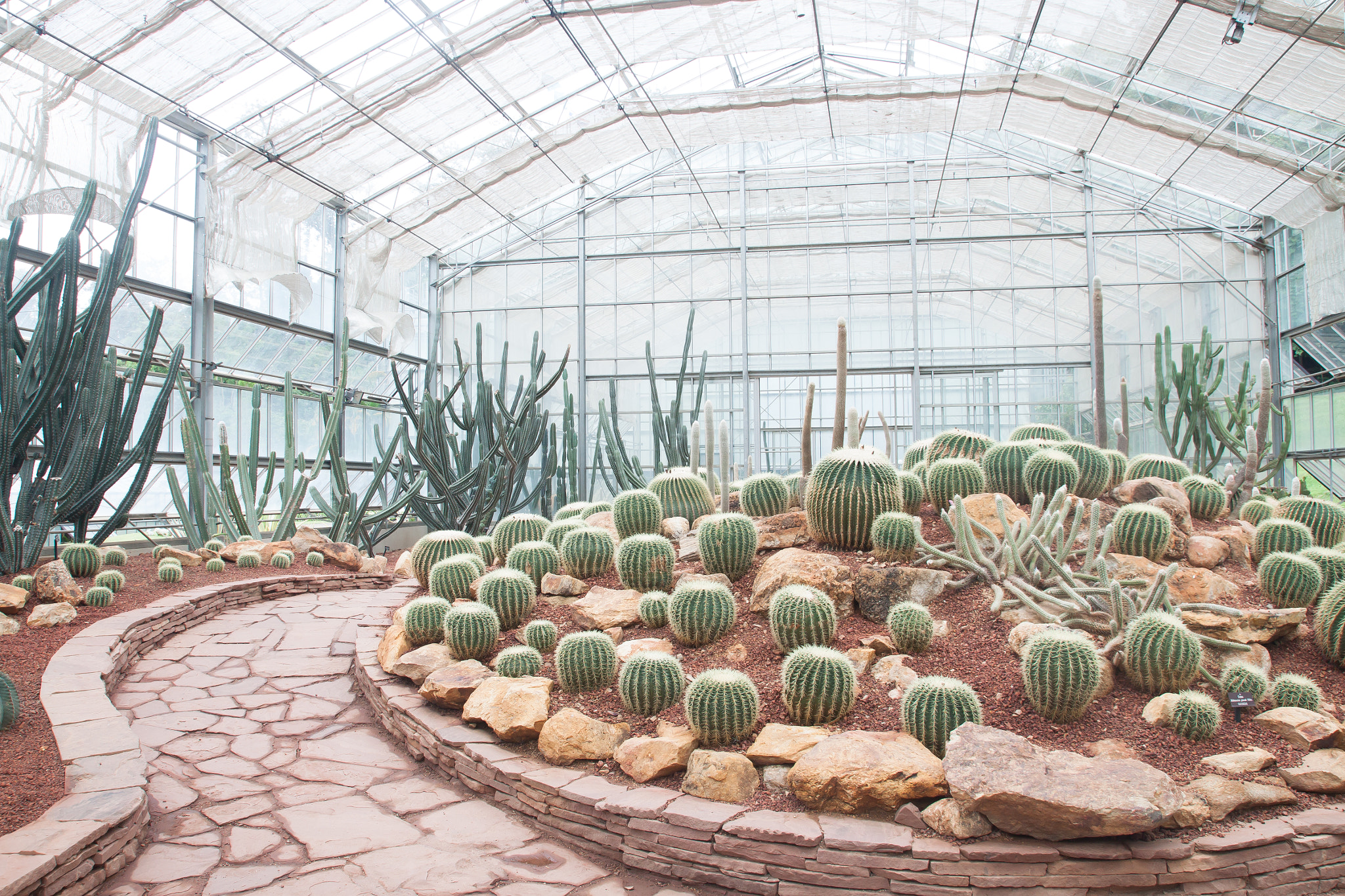 Canon EOS 500D (EOS Rebel T1i / EOS Kiss X3) sample photo. Various types of cactus and succulent in the glass house photography