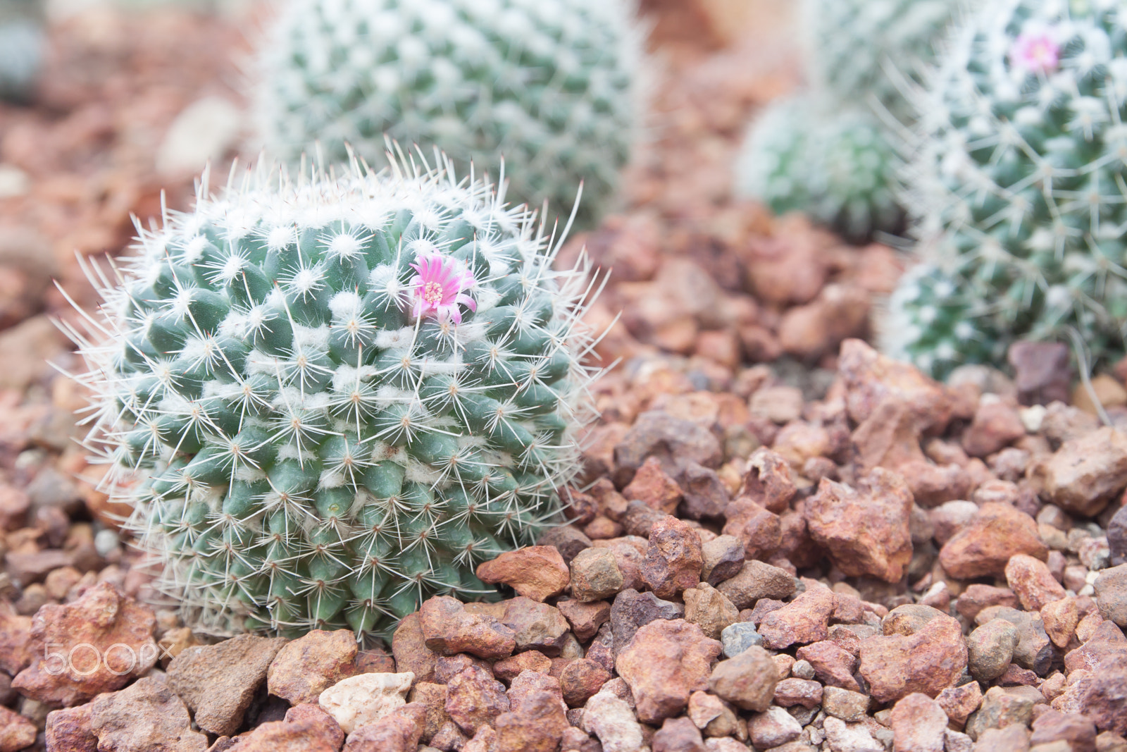 Canon EOS 500D (EOS Rebel T1i / EOS Kiss X3) sample photo. Closeup of cactus in the garden photography