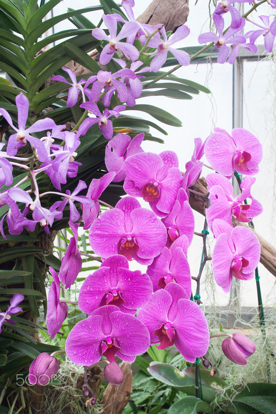 Canon EOS 500D (EOS Rebel T1i / EOS Kiss X3) sample photo. Beautiful orchid, phalaenopsis in the glass house photography
