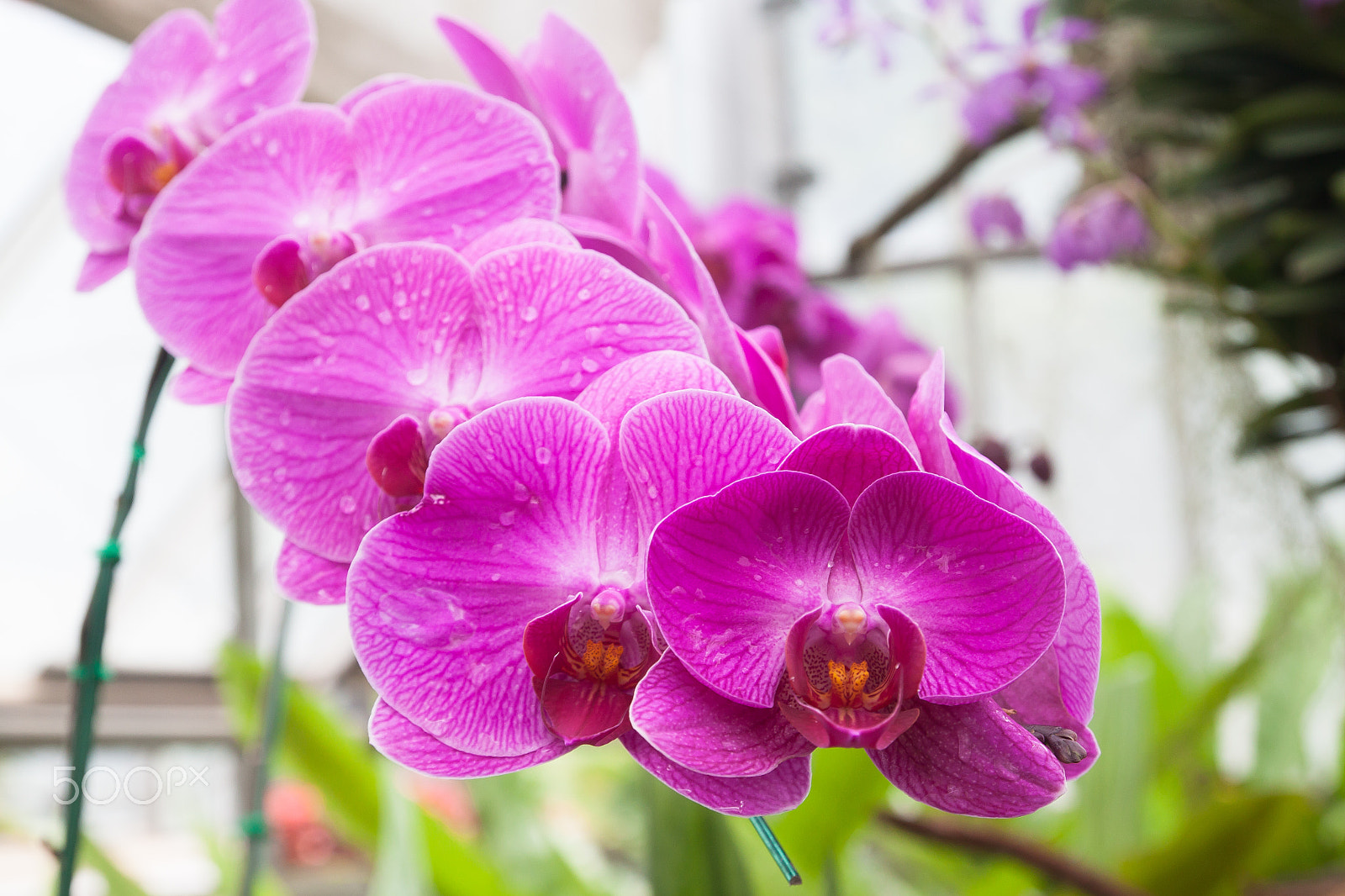 Canon EOS 500D (EOS Rebel T1i / EOS Kiss X3) sample photo. Beautiful orchid, phalaenopsis in the glass house photography