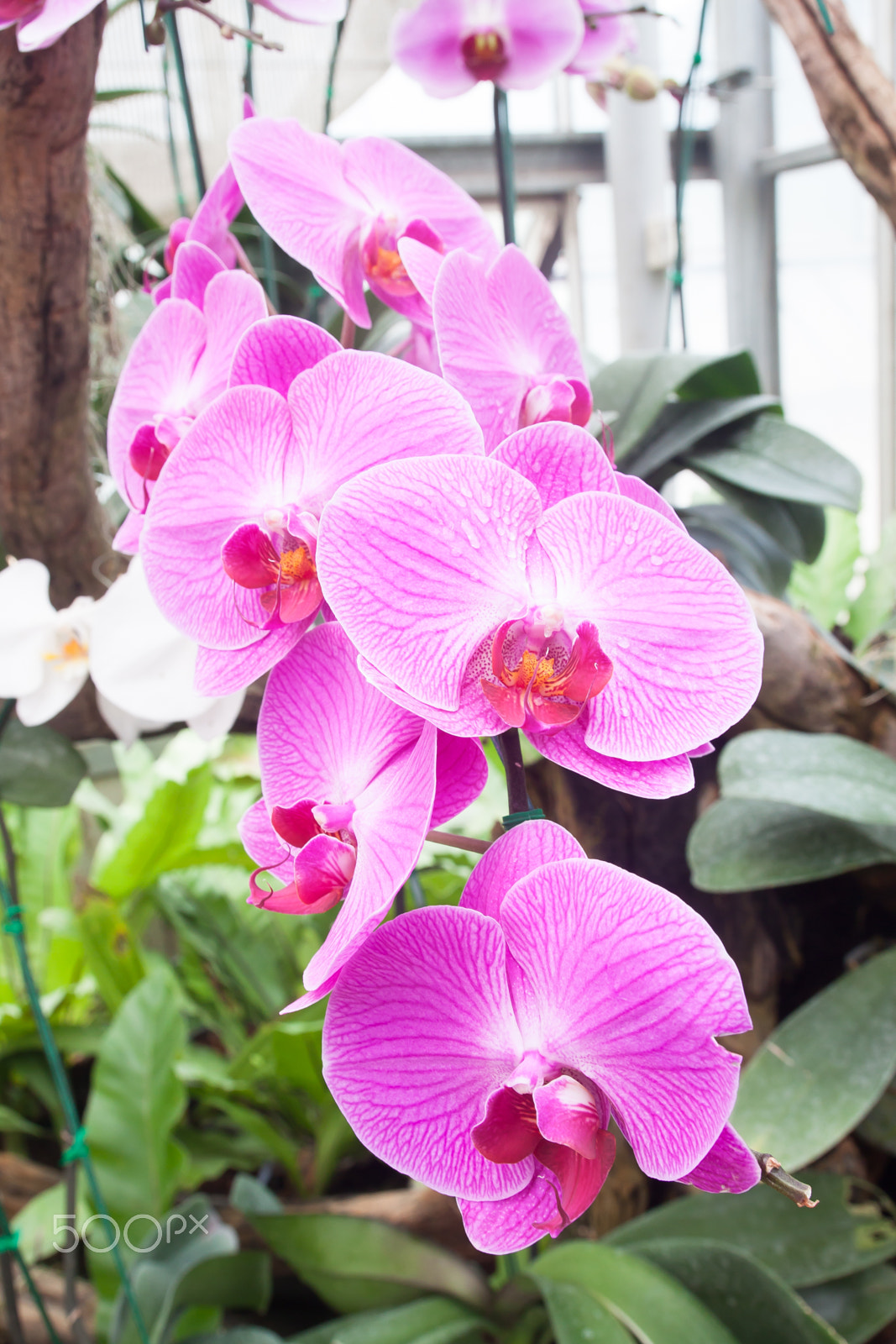 Canon EOS 500D (EOS Rebel T1i / EOS Kiss X3) + Tamron SP AF 17-50mm F2.8 XR Di II VC LD Aspherical (IF) sample photo. Beautiful orchid, phalaenopsis in the glass house photography