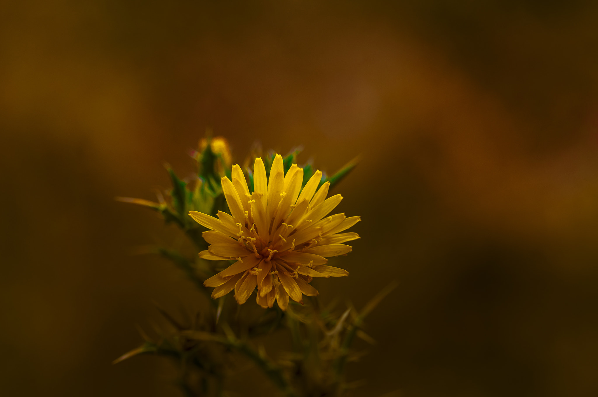 Sigma 105mm F2.8 EX DG OS HSM sample photo. Am001 photography