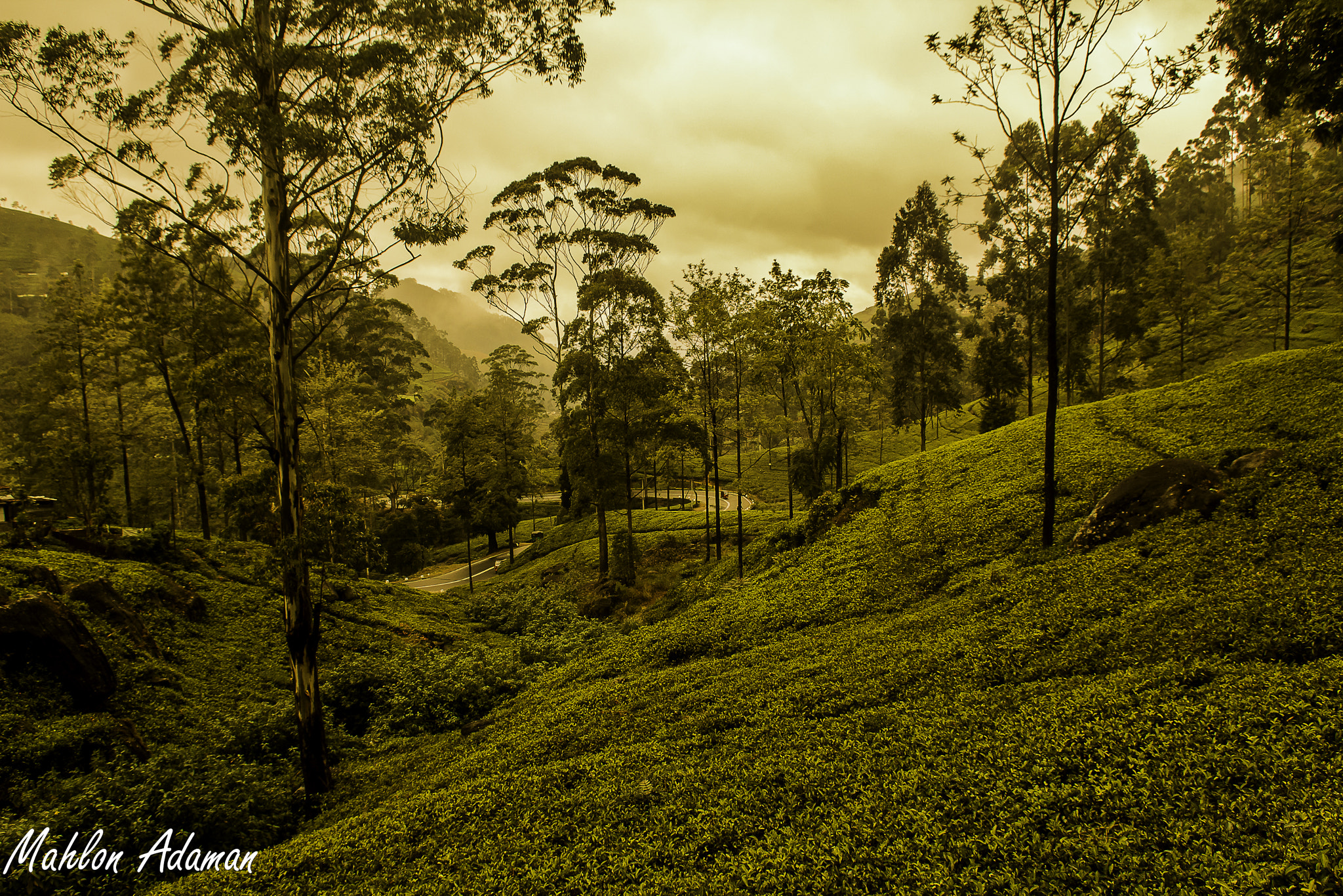 Sigma 18-50mm F2.8-4.5 DC OS HSM sample photo. Tea estate in sri lanka photography