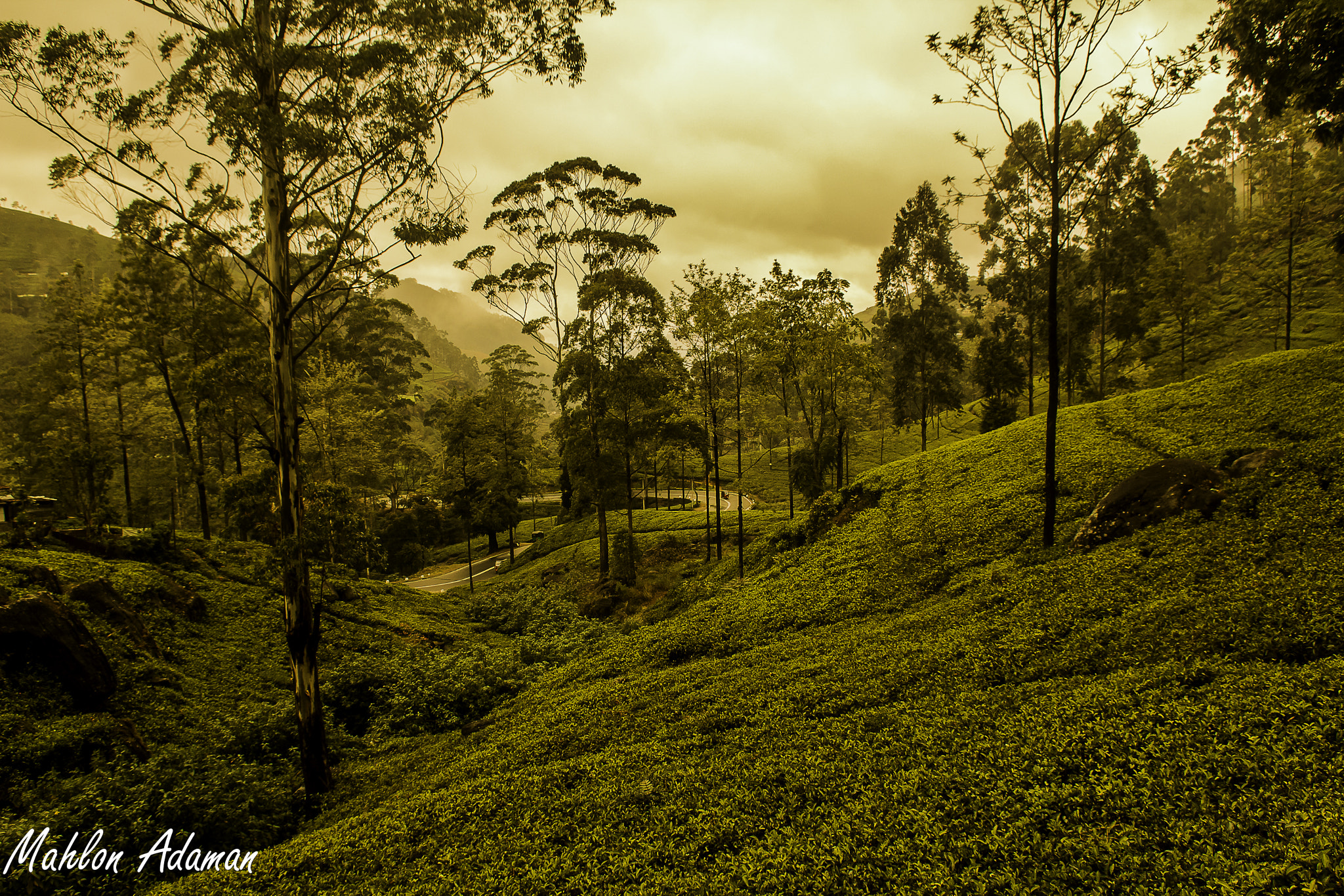 Canon EOS 60D + Sigma 18-50mm F2.8-4.5 DC OS HSM sample photo. Tea estate in sri lanka photography