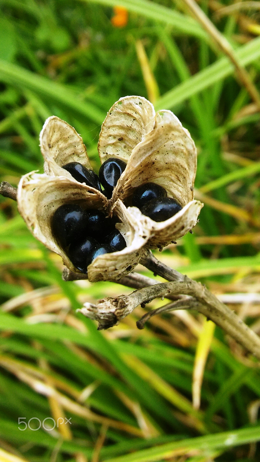 LG SPIRIT 4G LTE sample photo. Black seeds photography