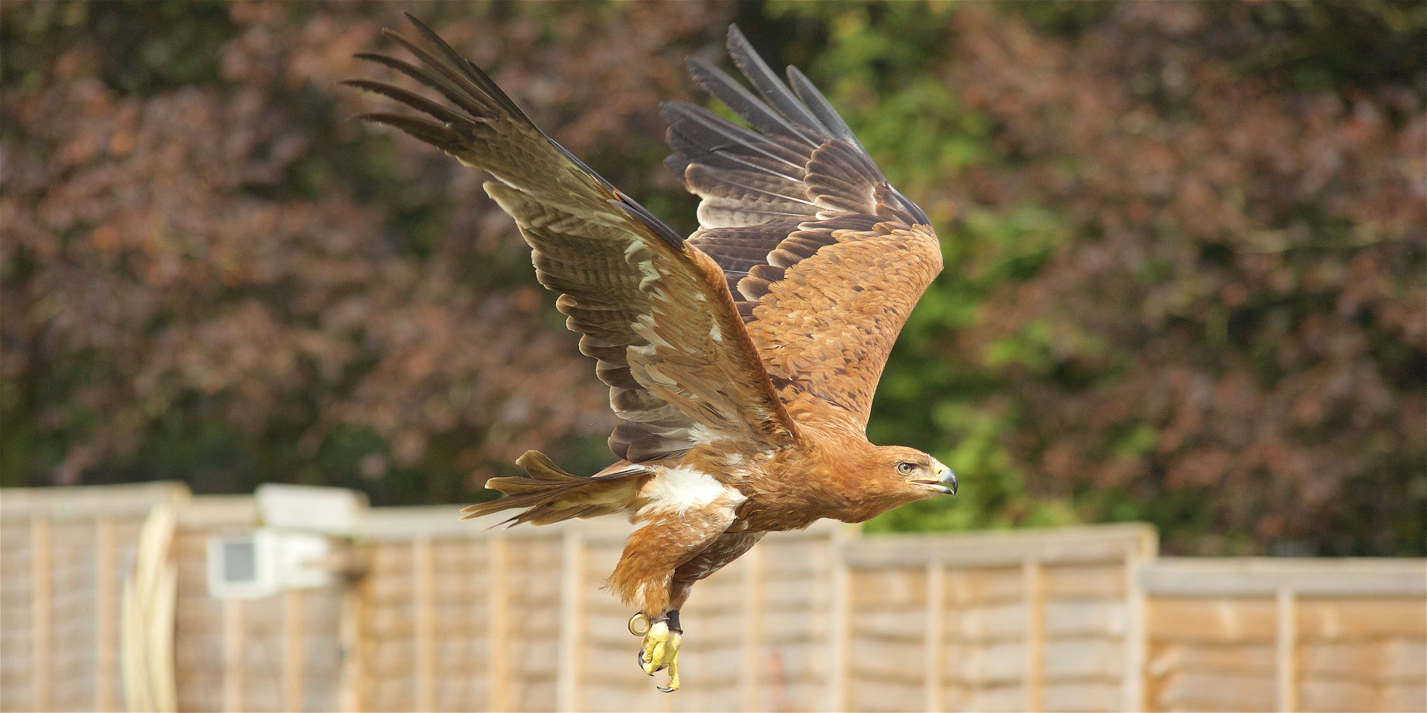 Canon EOS 700D (EOS Rebel T5i / EOS Kiss X7i) + Sigma 50-500mm F4.5-6.3 DG OS HSM sample photo. Eagle in flight 2 photography