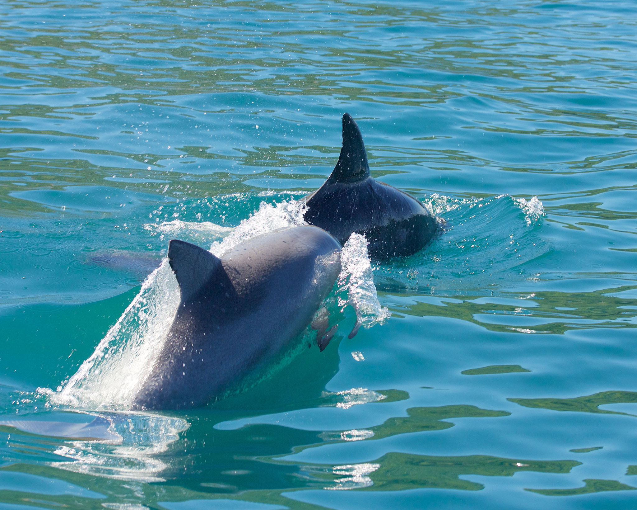 Canon EOS 700D (EOS Rebel T5i / EOS Kiss X7i) + Sigma 50-500mm F4.5-6.3 DG OS HSM sample photo. Dolphins photography