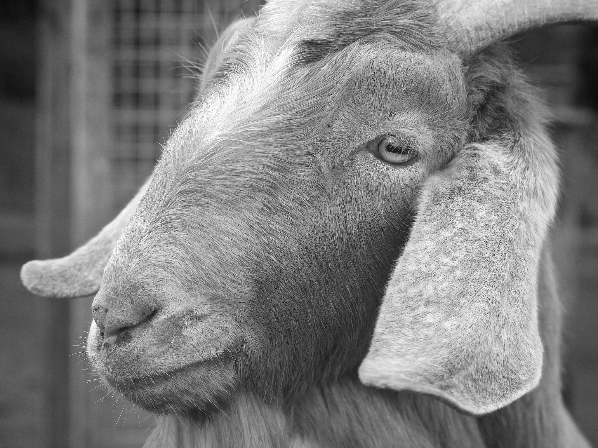 Canon EOS 700D (EOS Rebel T5i / EOS Kiss X7i) + Sigma 50-500mm F4.5-6.3 DG OS HSM sample photo. Goat face photography