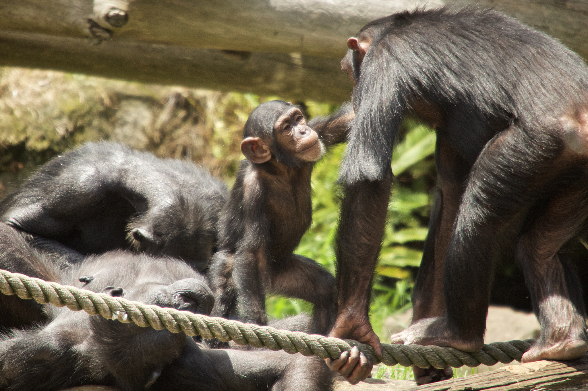 Canon EF 100-400mm F4.5-5.6L IS USM sample photo. Baby monkey photography